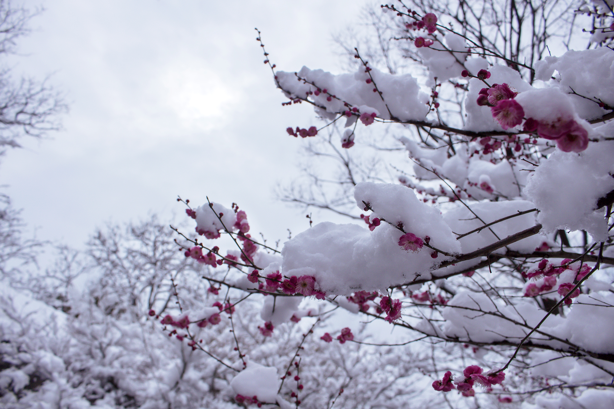 雪中梅(首发)