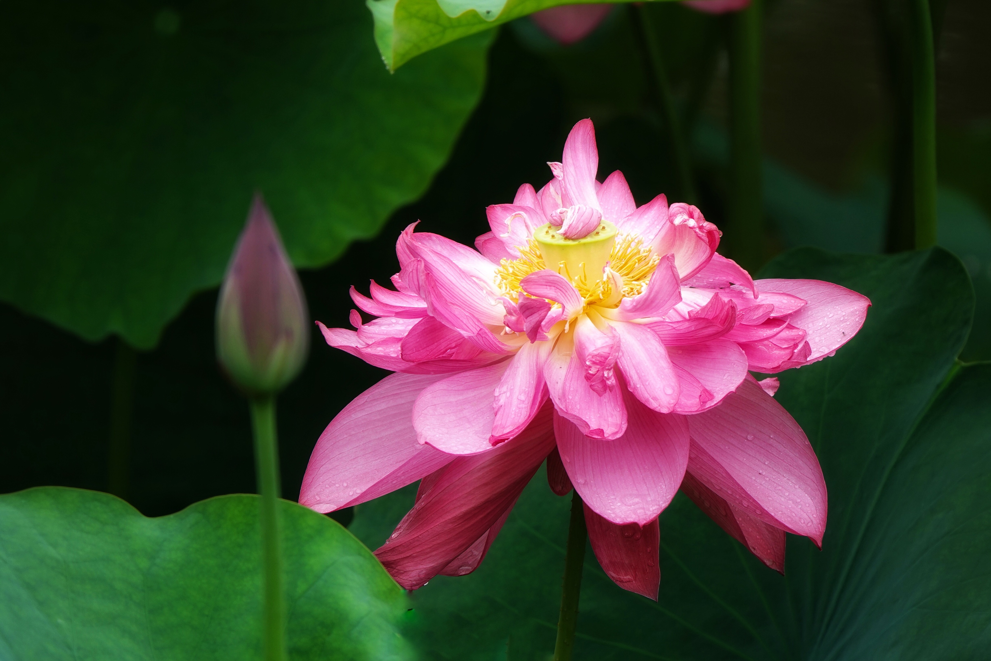 拍摄制作:曦月 诗词创作:王广林 含羞含姣,清水芙蓉窈窕 碧池边 莲叶