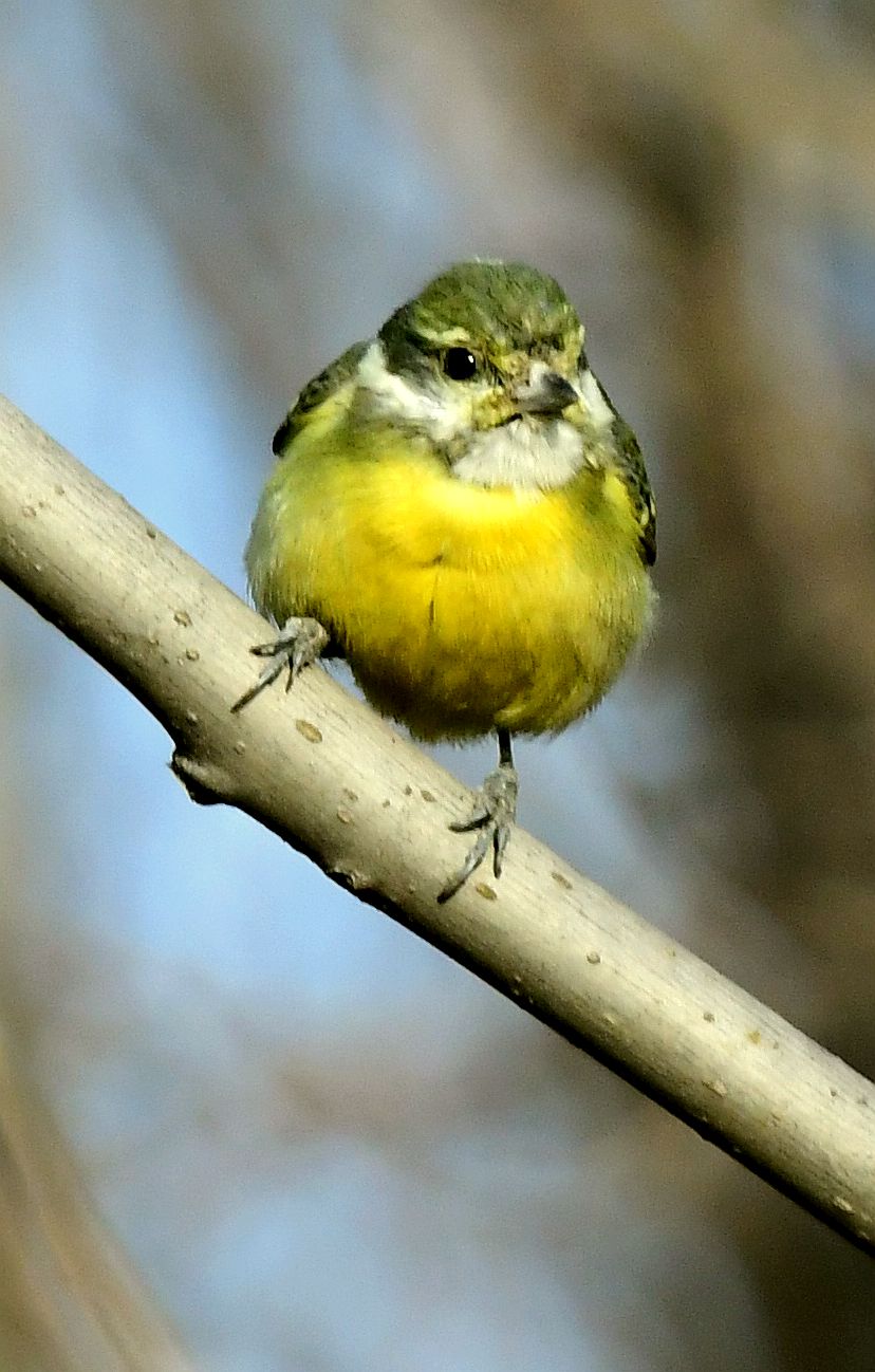 小巧玲珑的黄腹山雀【首发】