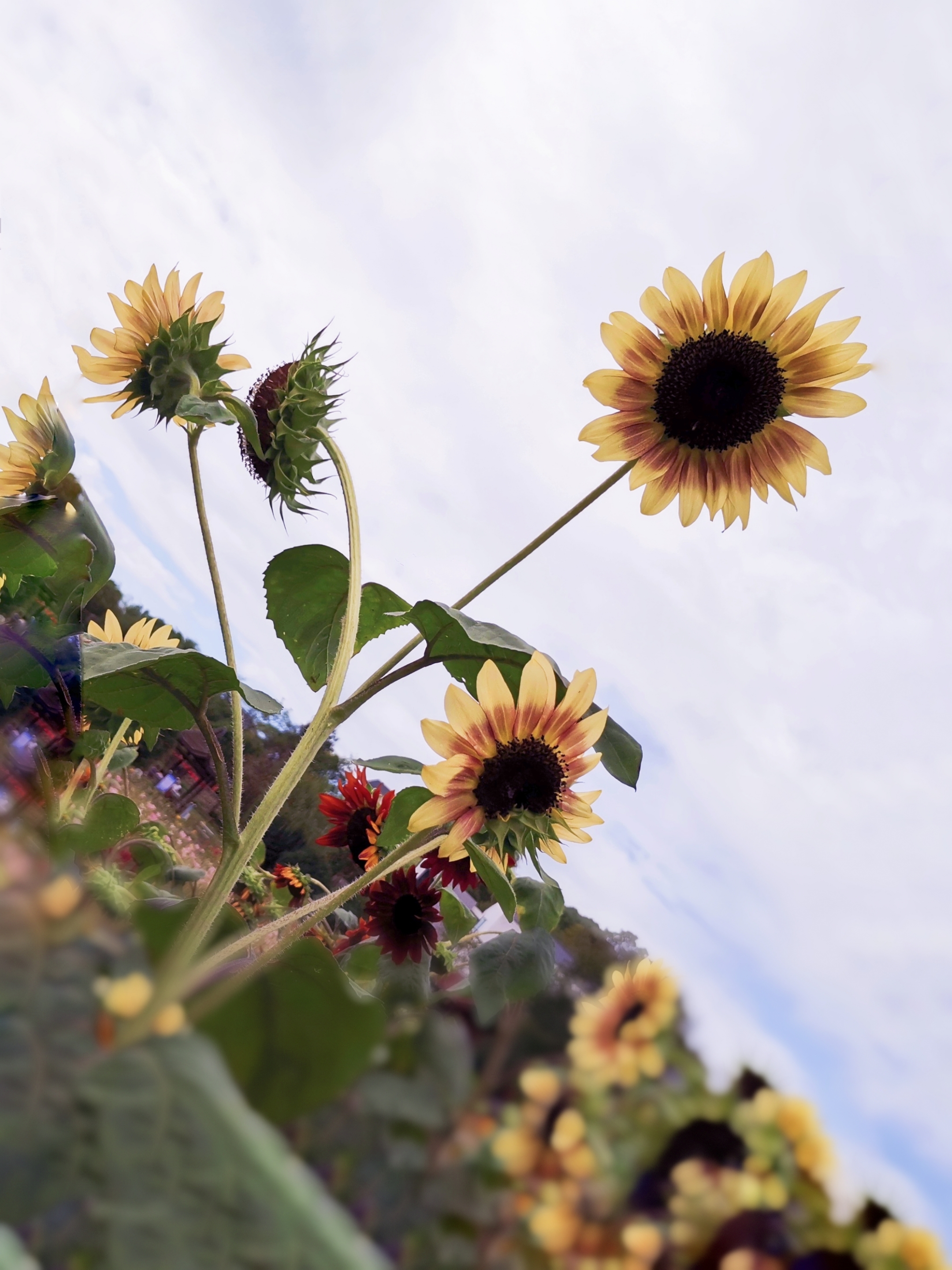 【首发】黑紫向日葵