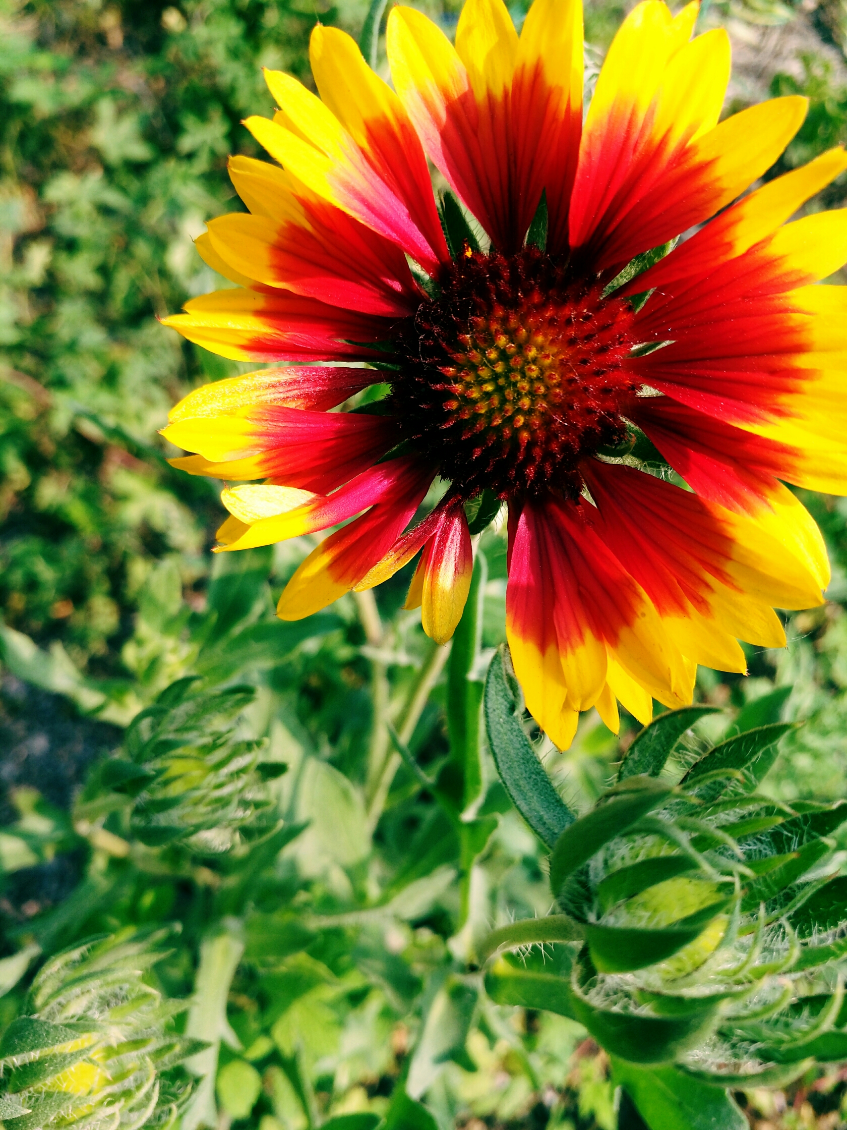 美丽的天人菊(原创首发)