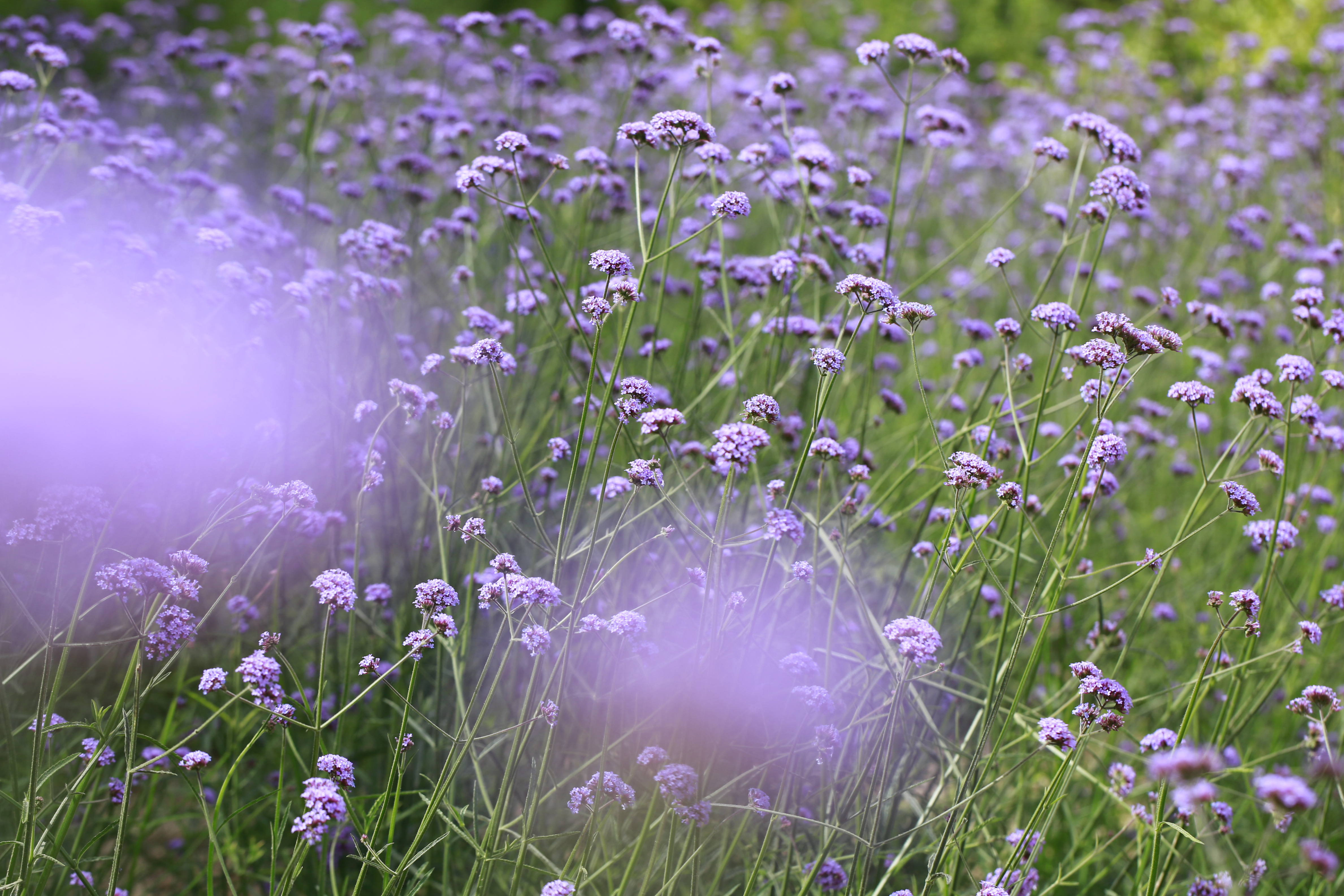 花团锦簇马鞭草