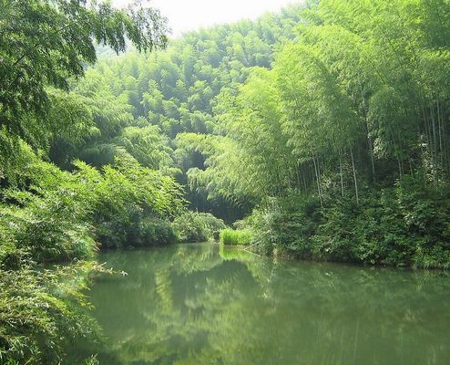 首发竹影婆娑溪水碧