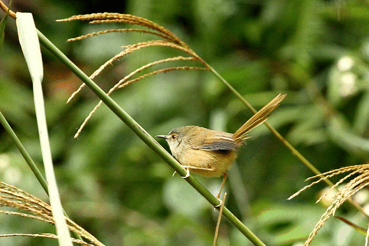 秋风凉爽百鸟争鸣