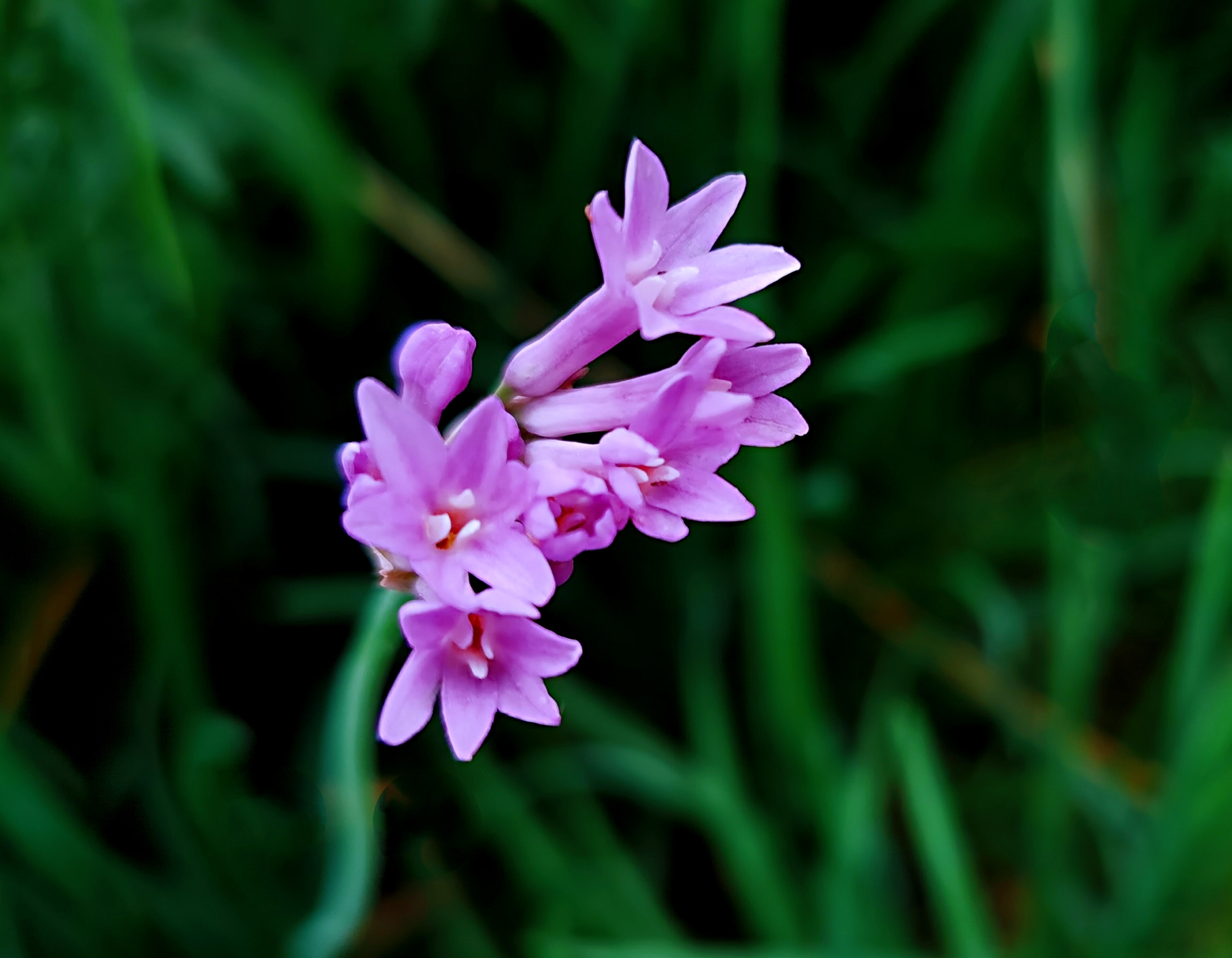 紫娇花【首发】