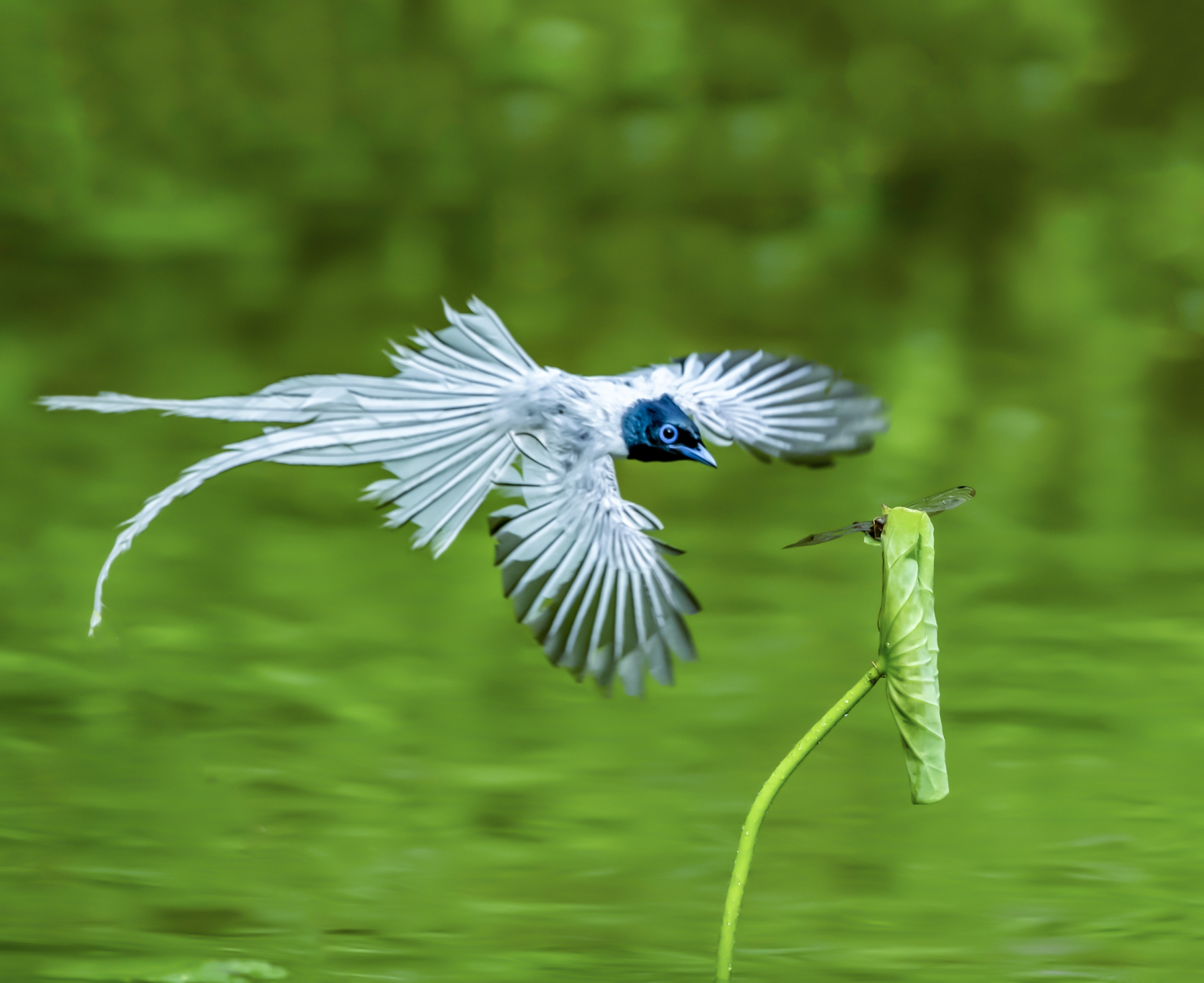 蓝寿带鸟图片