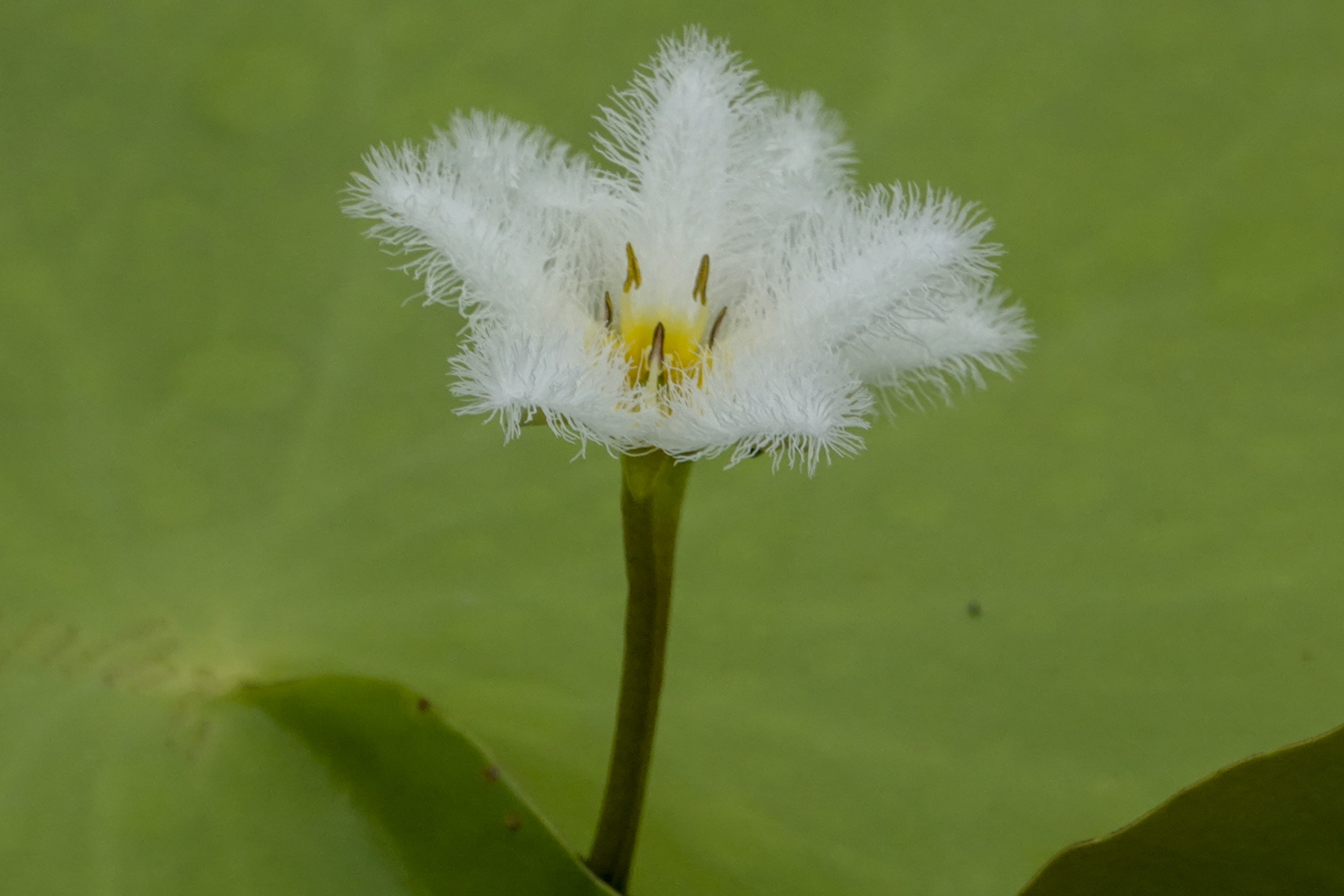 金银莲花又名印度莕菜,是公园常见的水生花卉,叶似睡莲,椭圆形至