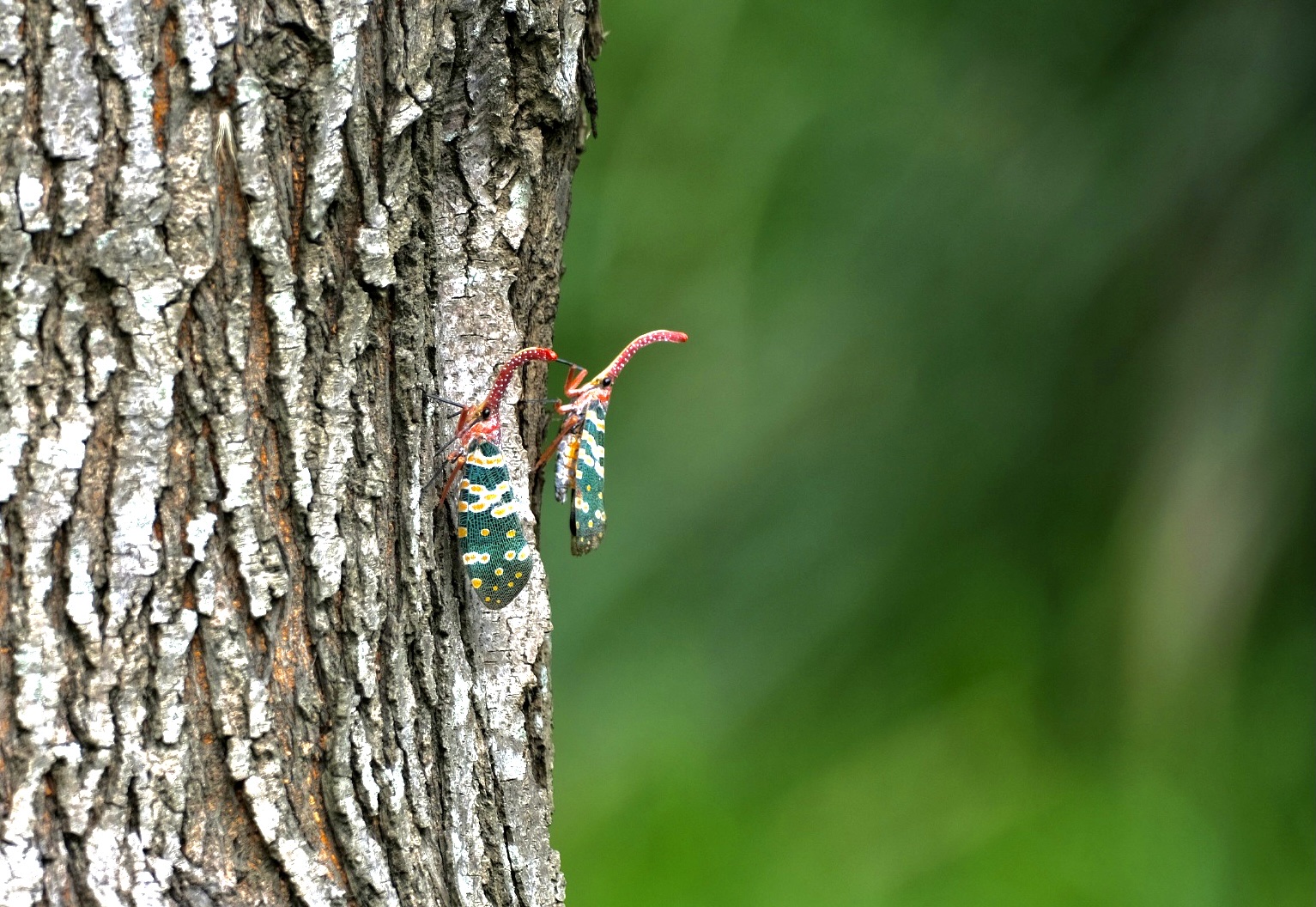 【首发】爬树的象鼻虫