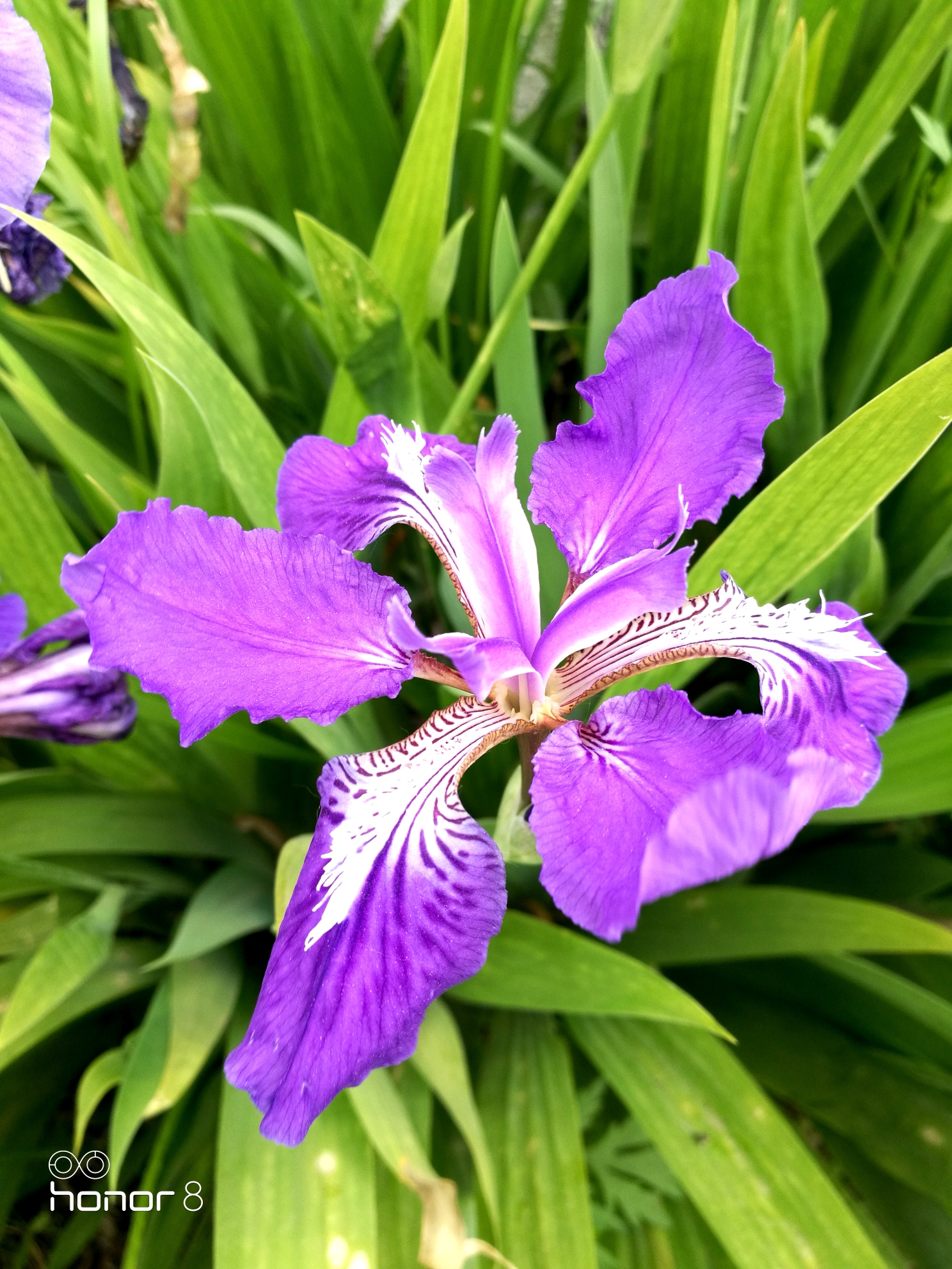 花语是信仰的花(什么花的花语是信仰和坚持)