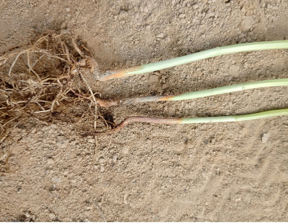 四季豆如何才能卖出好价钱