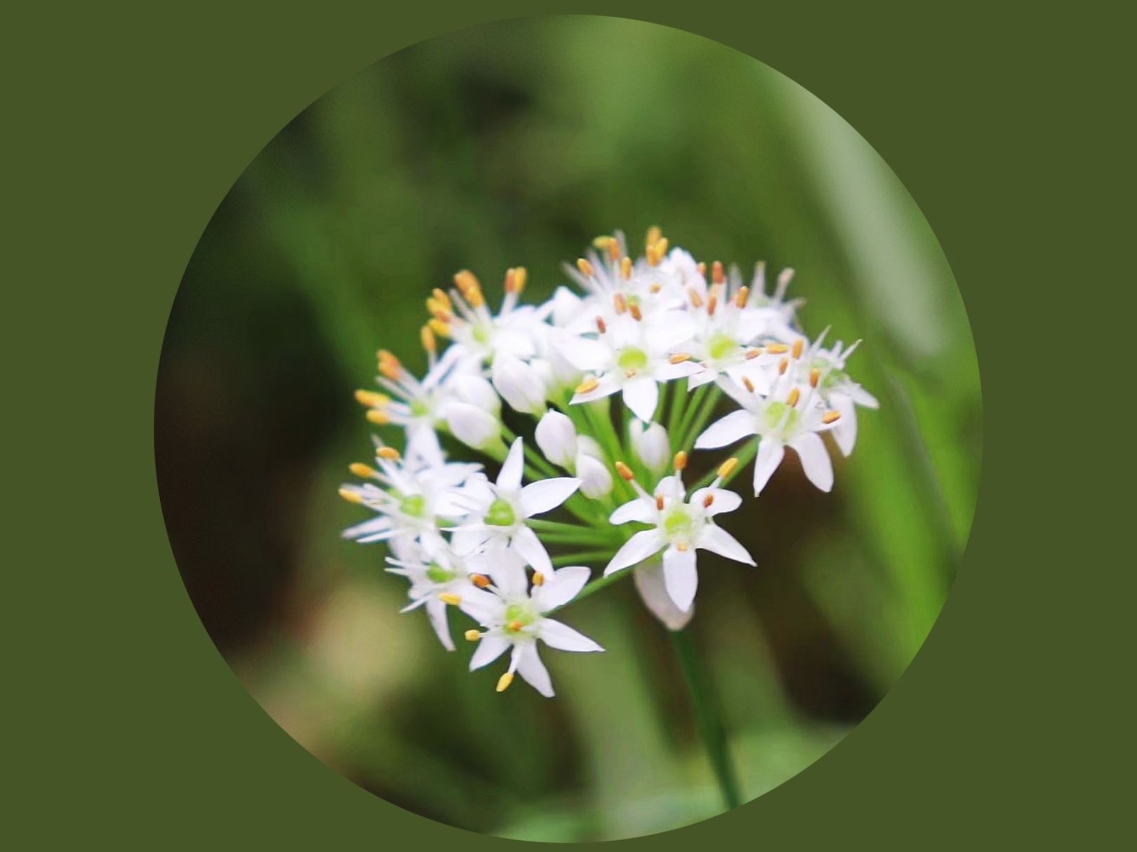 【首发】韭菜花