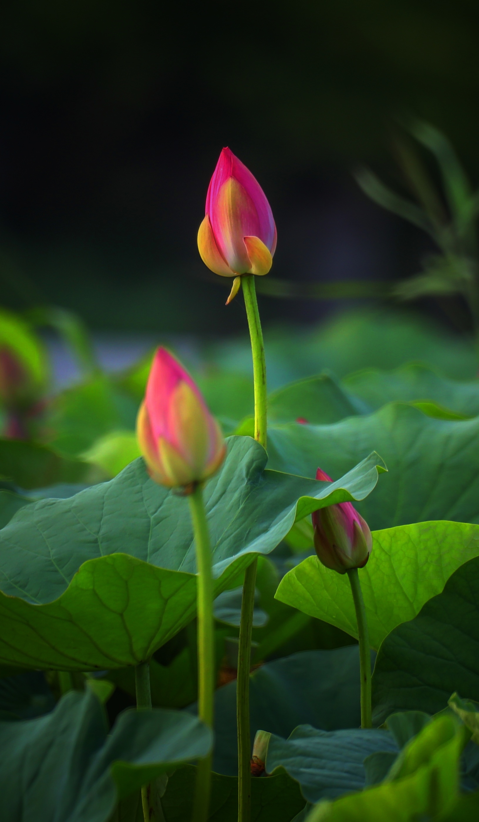 心若蓮花開