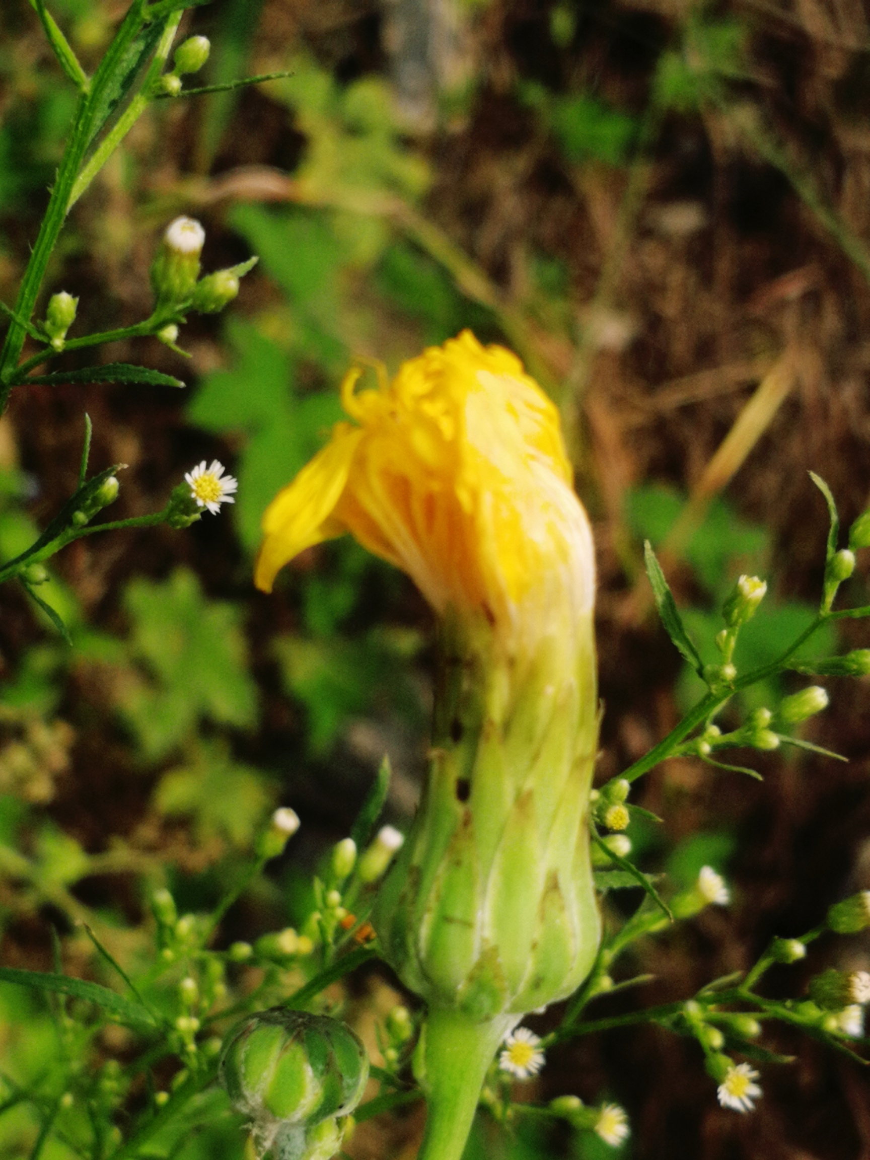 苦菊开花图片