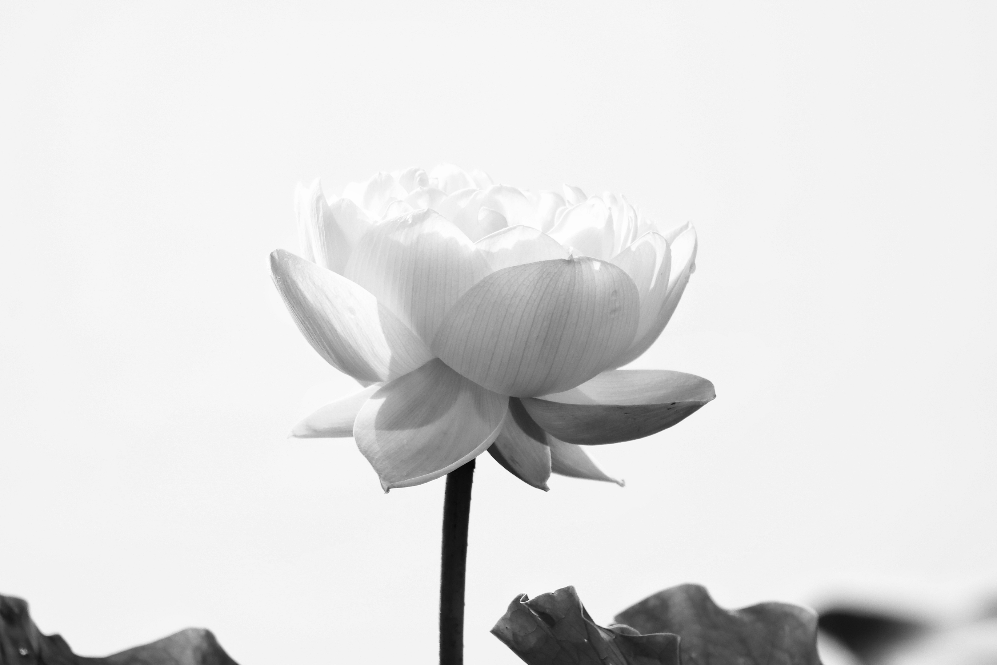 黑白照荷花《首友》