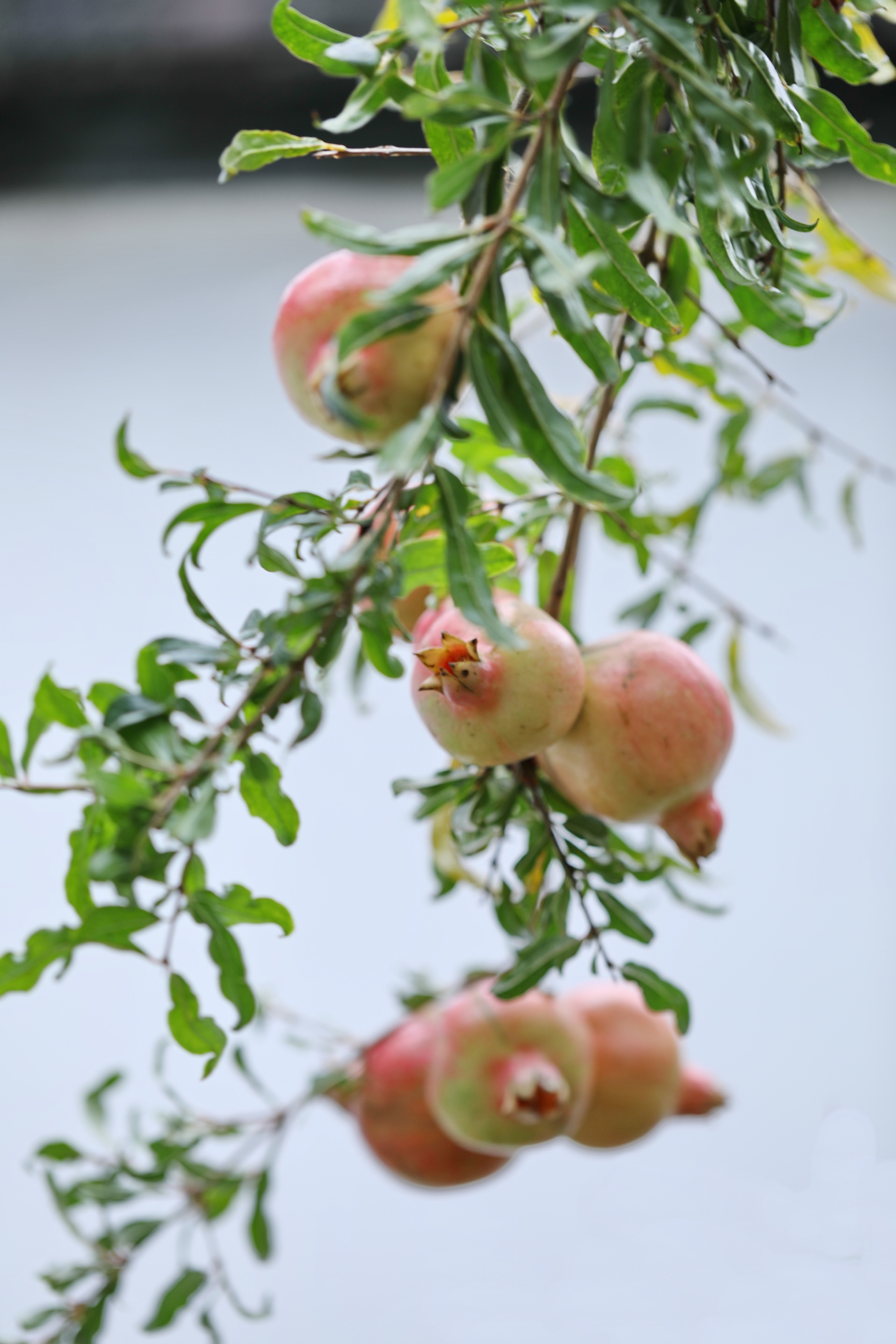 【首发】石榴熟了