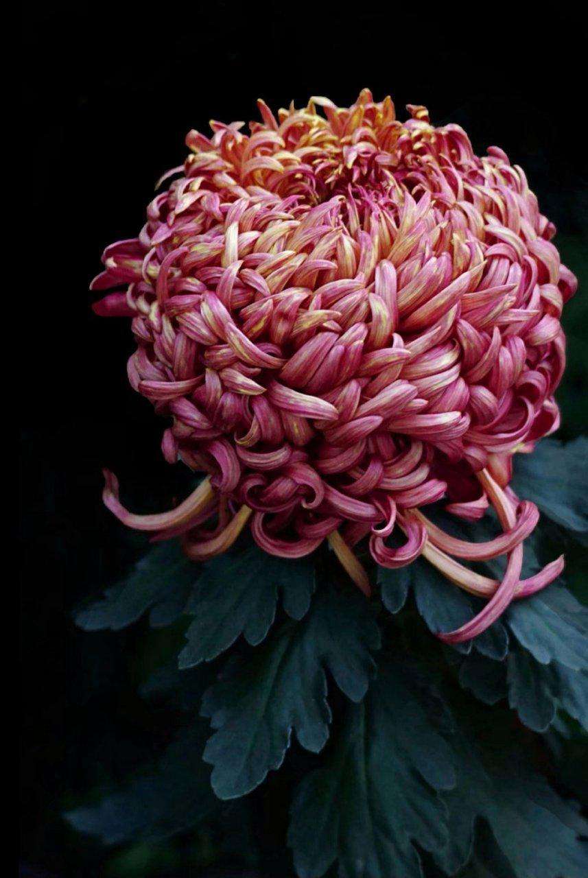 【首发】 寿客花开始觉秋