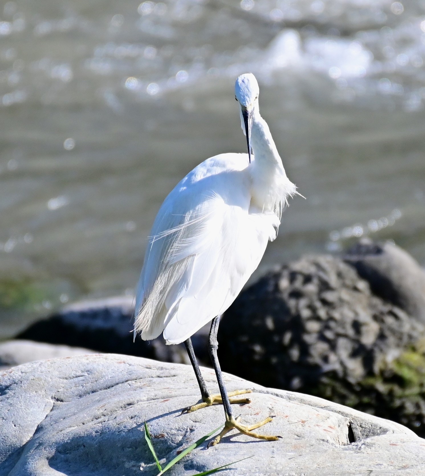 溪岸边的白鹭鸶〔首发