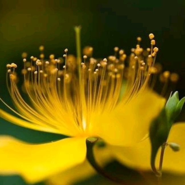 听金色花作者泰戈尔