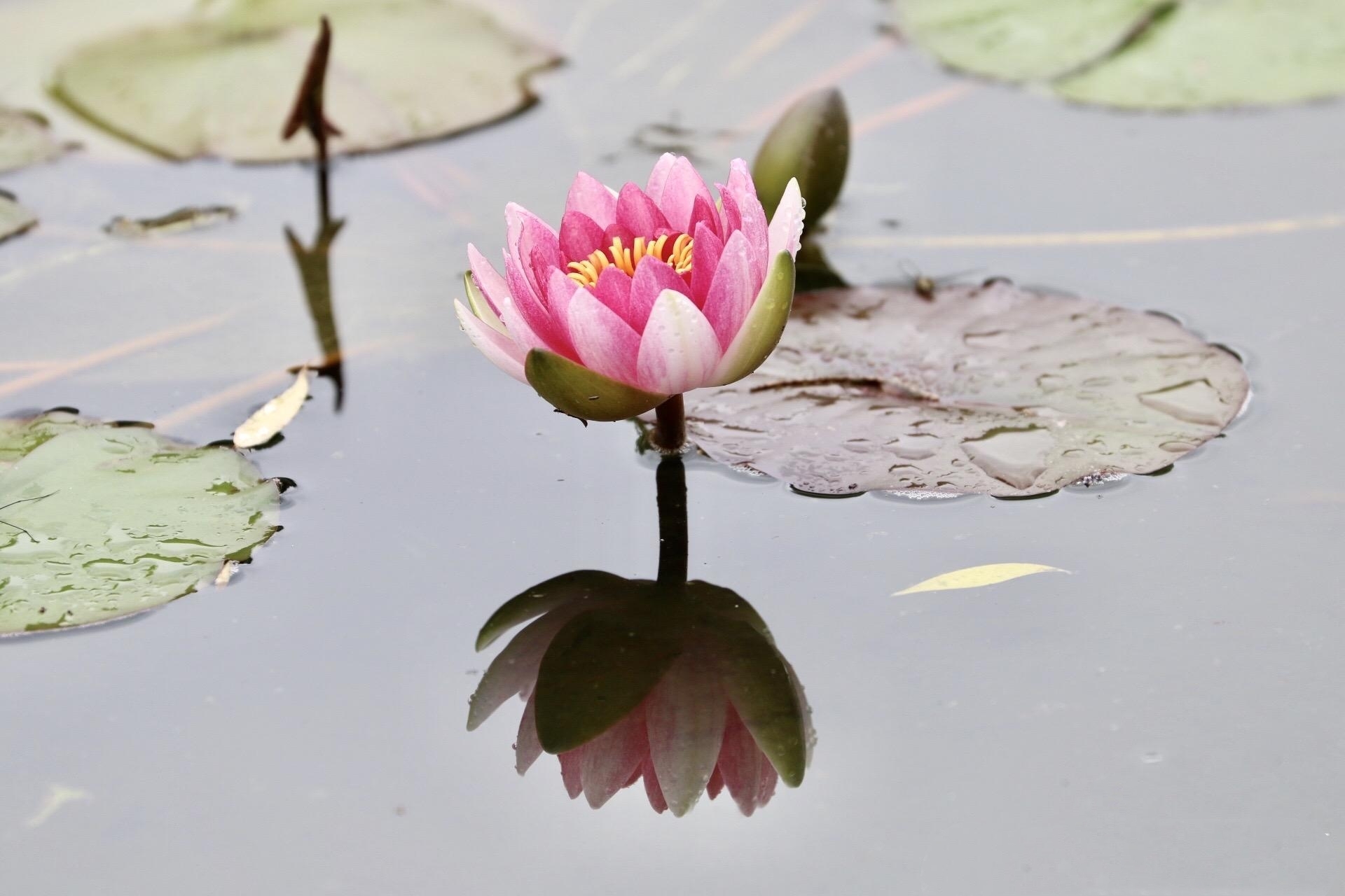 水中莲花心上佛