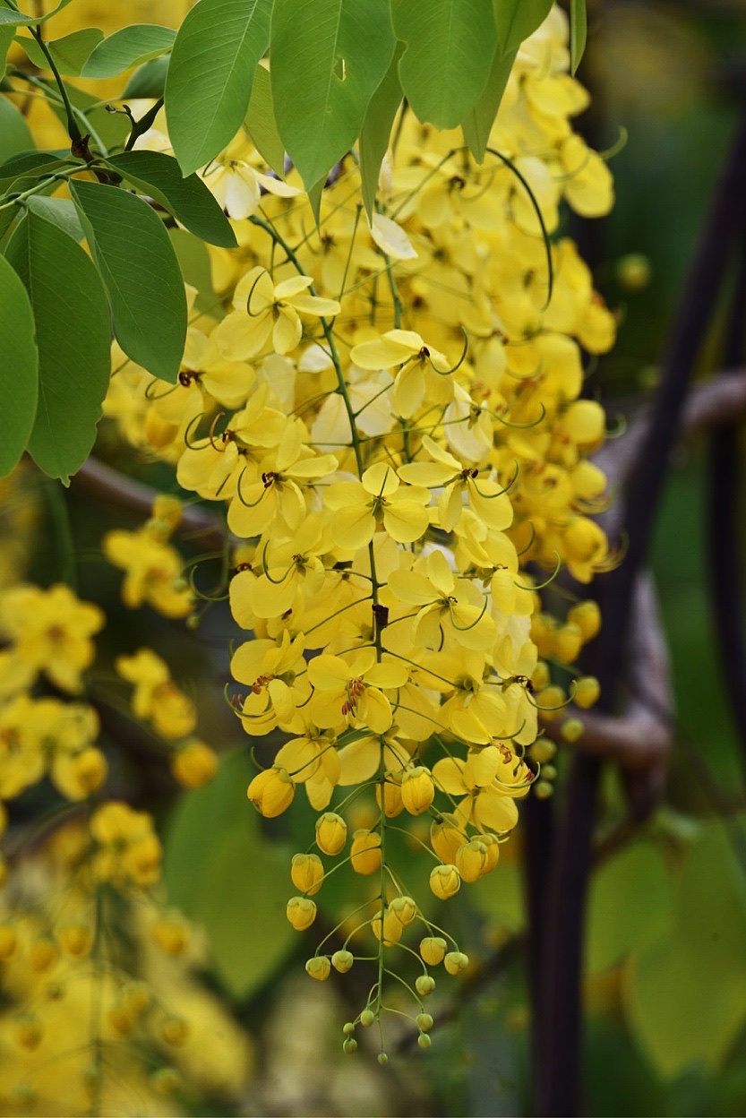 首发〕花开半夏.腊肠树