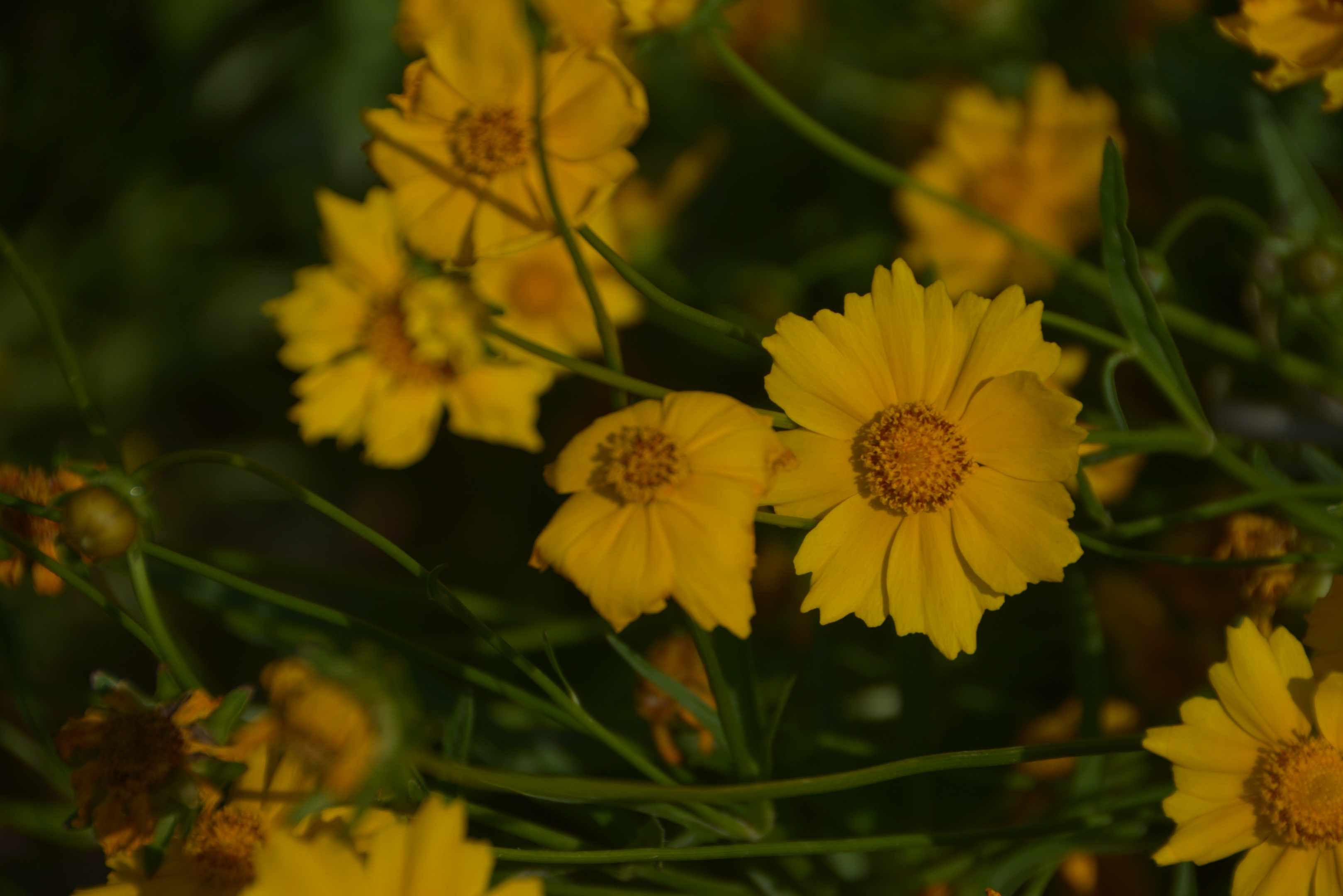 大金雞菊(首發)