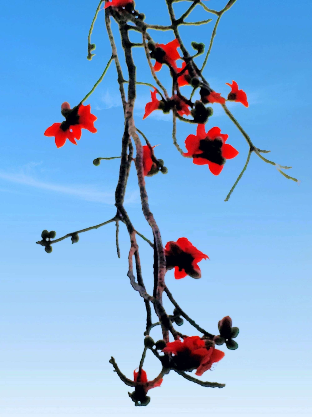 木棉树的春天手机摄影