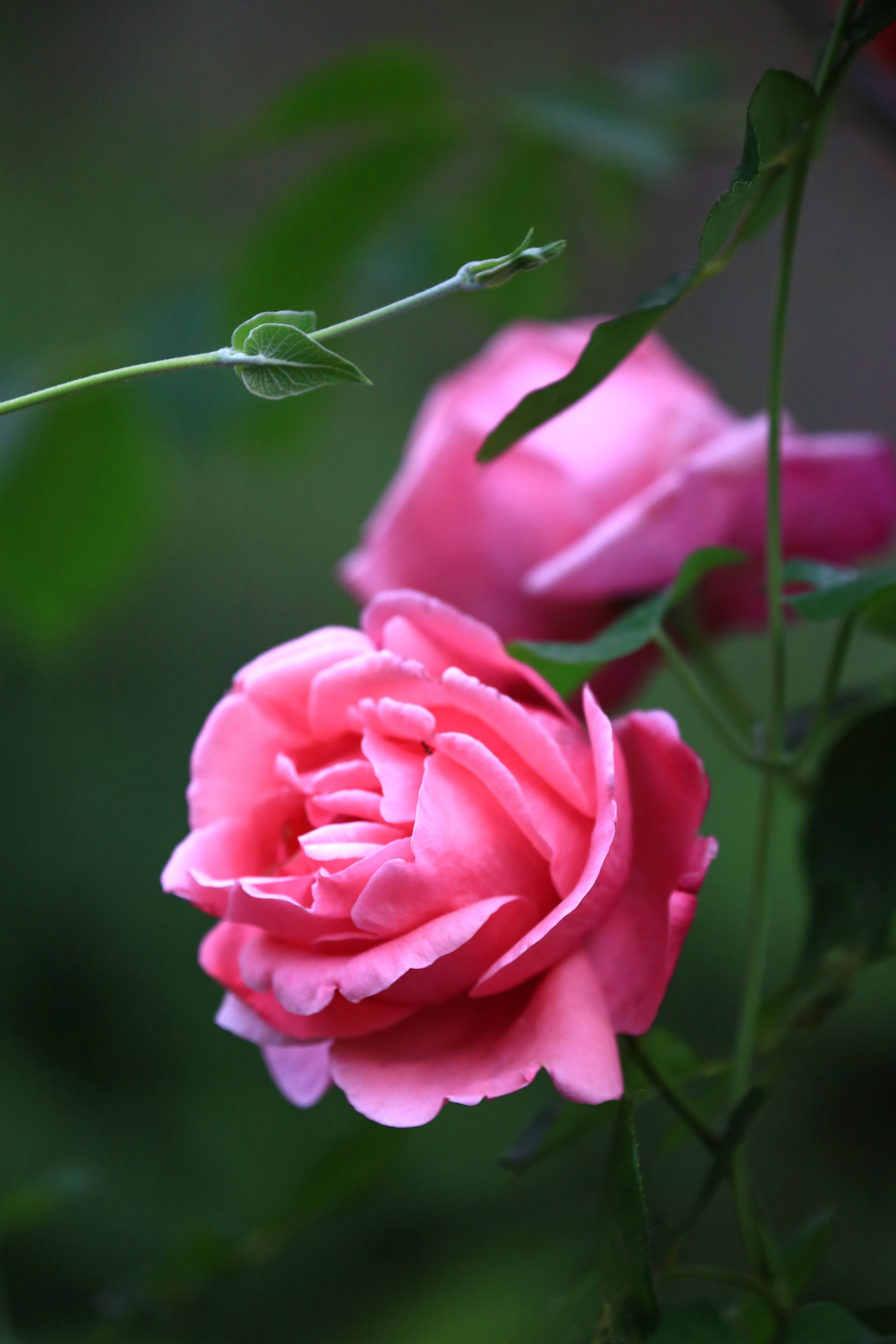 各种花以及花的寓意(你知道各种花所代表的意义吗)