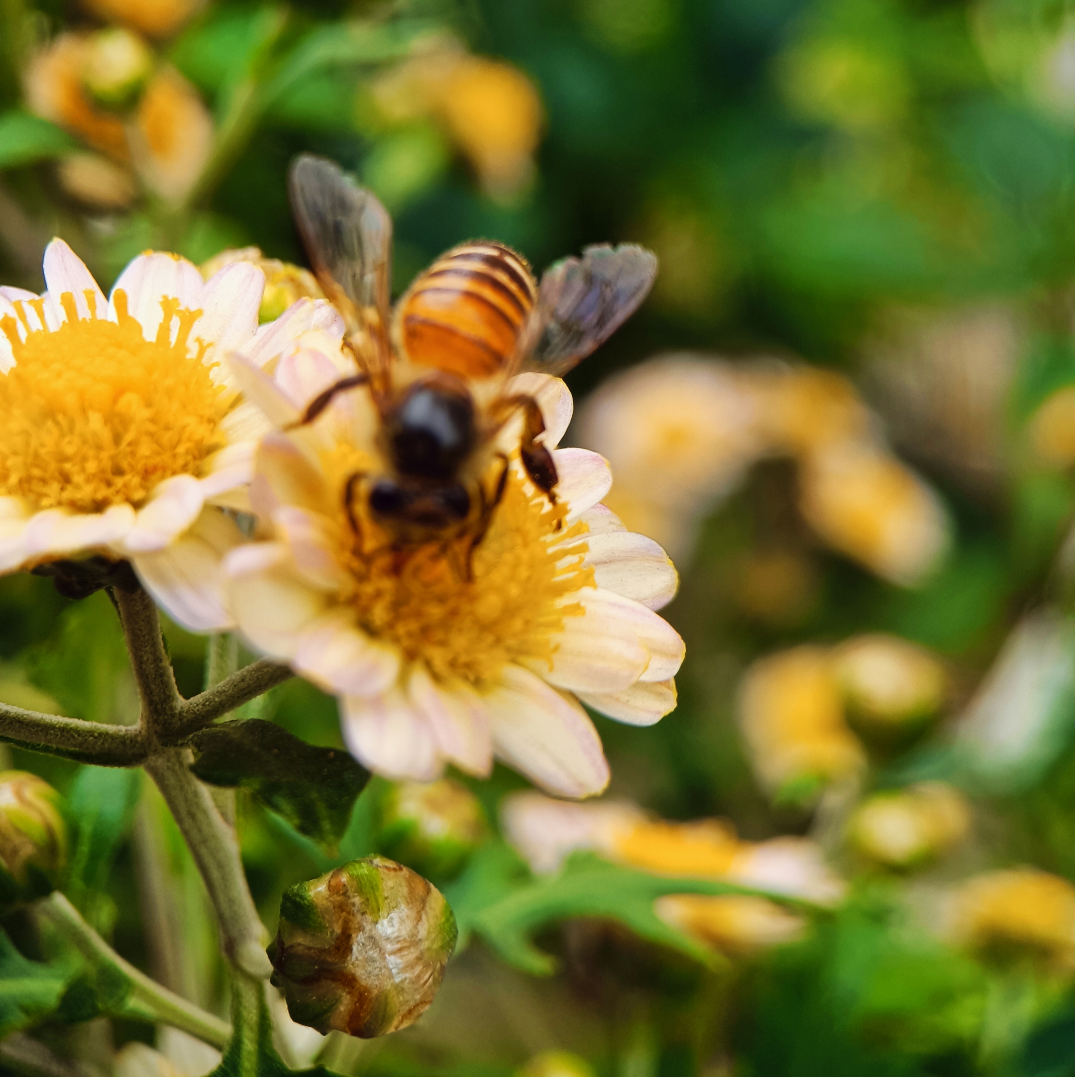 拉丁名:chrysanthemum indicum 菊科 compositae    茼蒿属