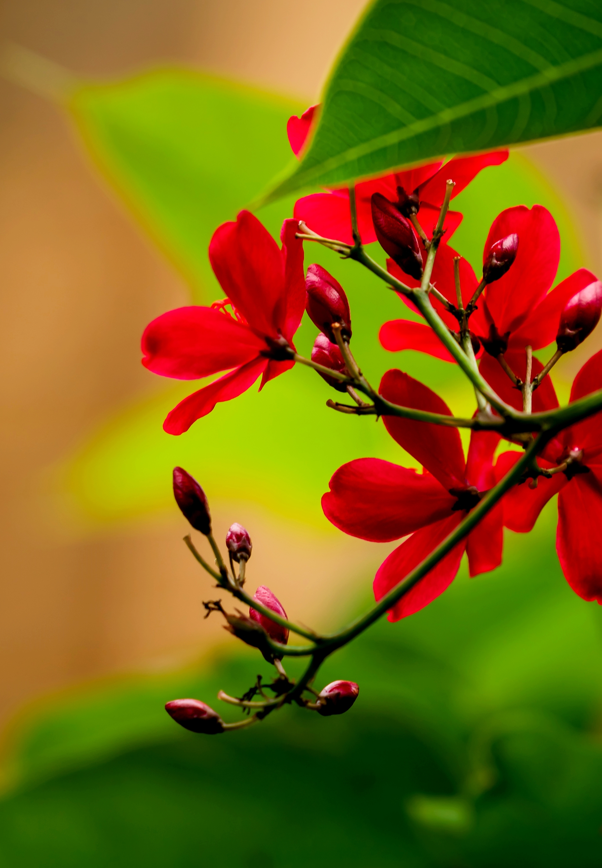 琴叶珊瑚花盛开【摄影首发】