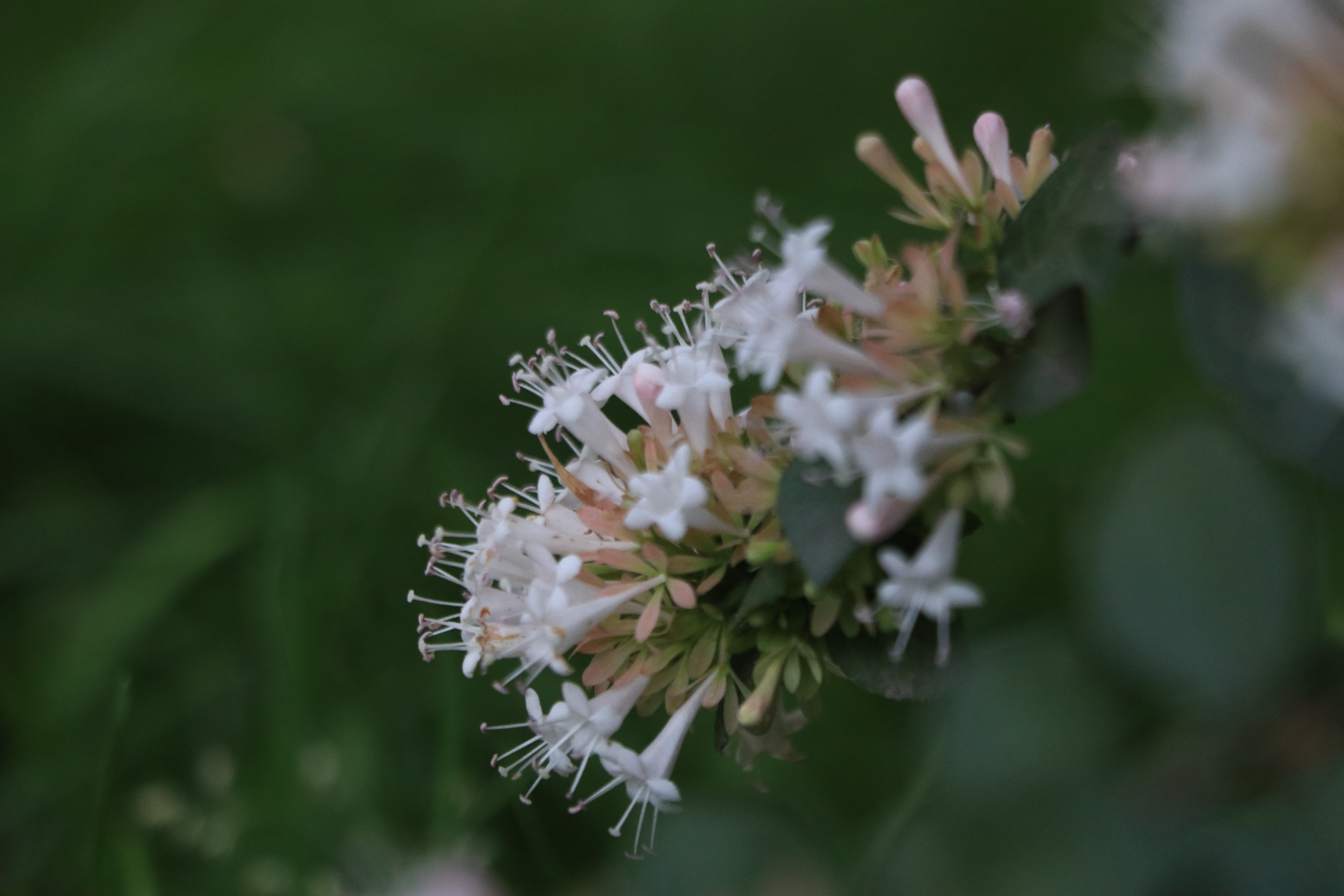 糯米条【首发】