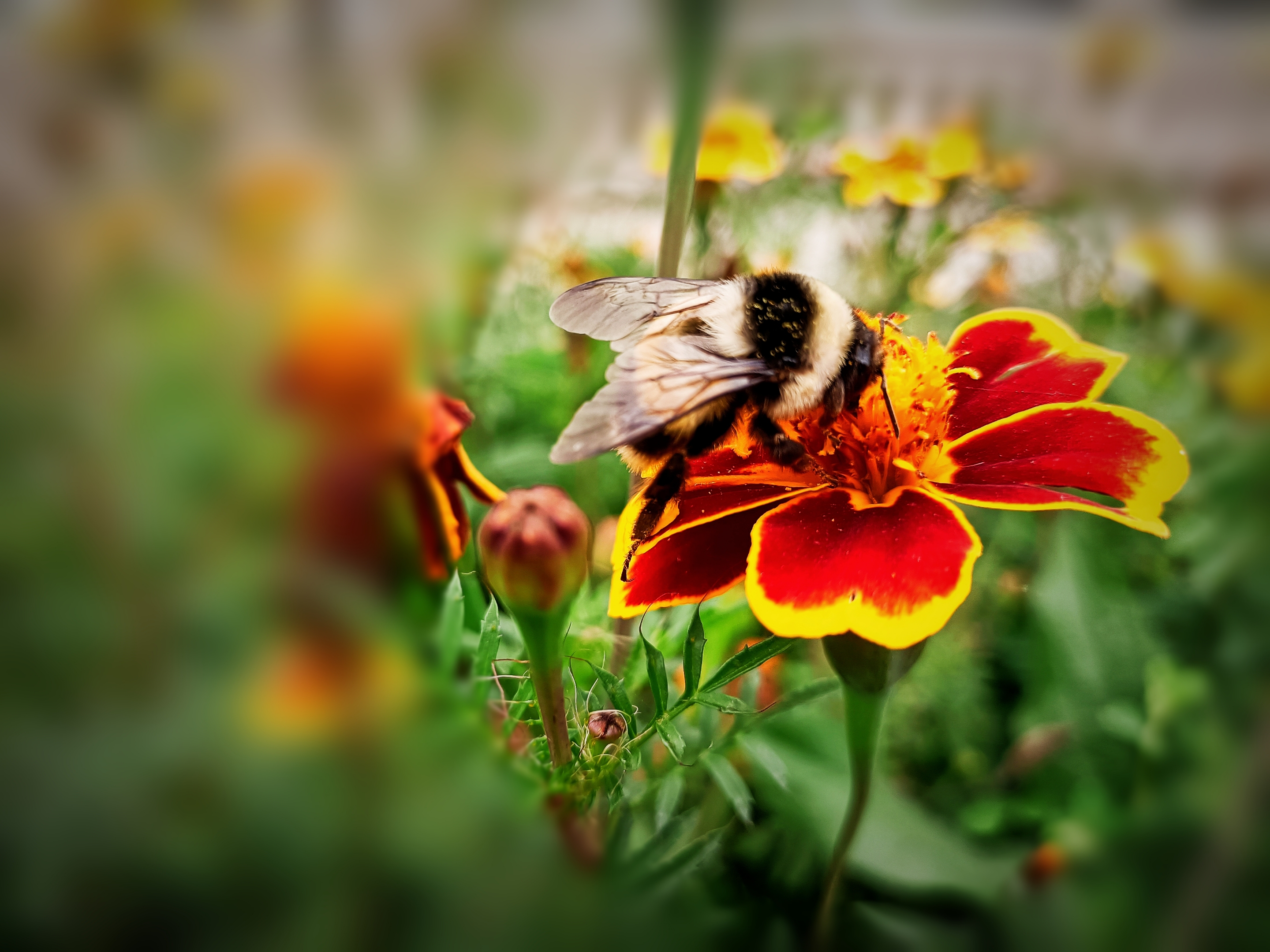 熊猫蜂(原创首发)