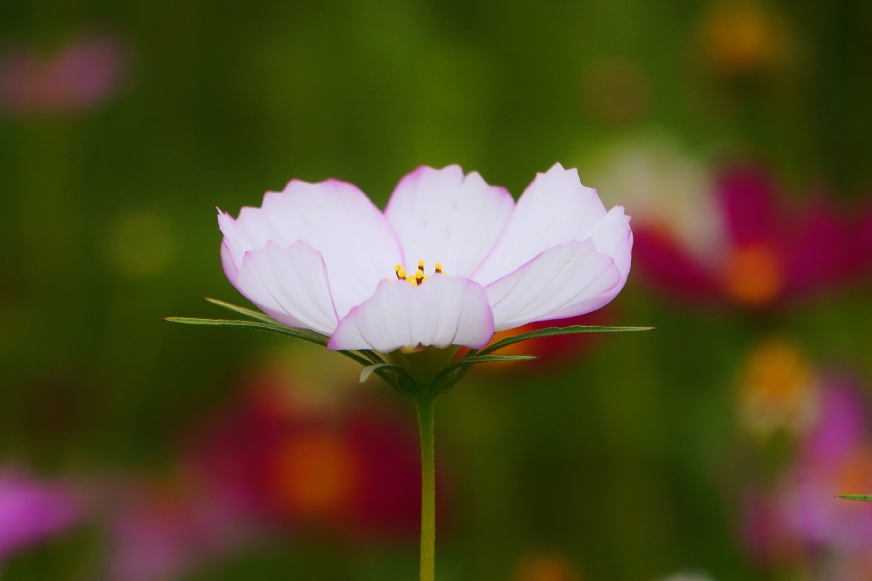 波斯菊【原创首发】