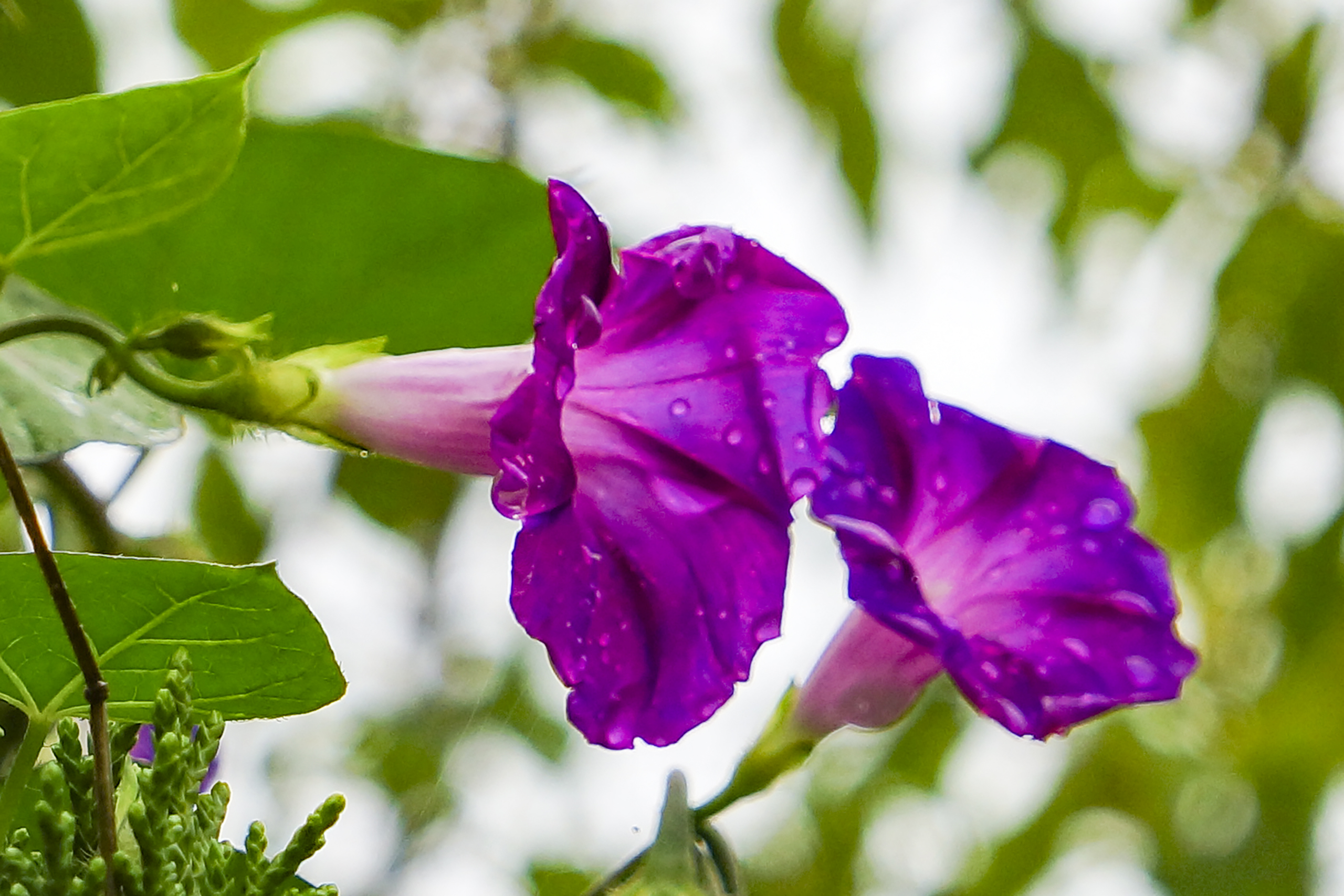 雨中牵牛花(2)