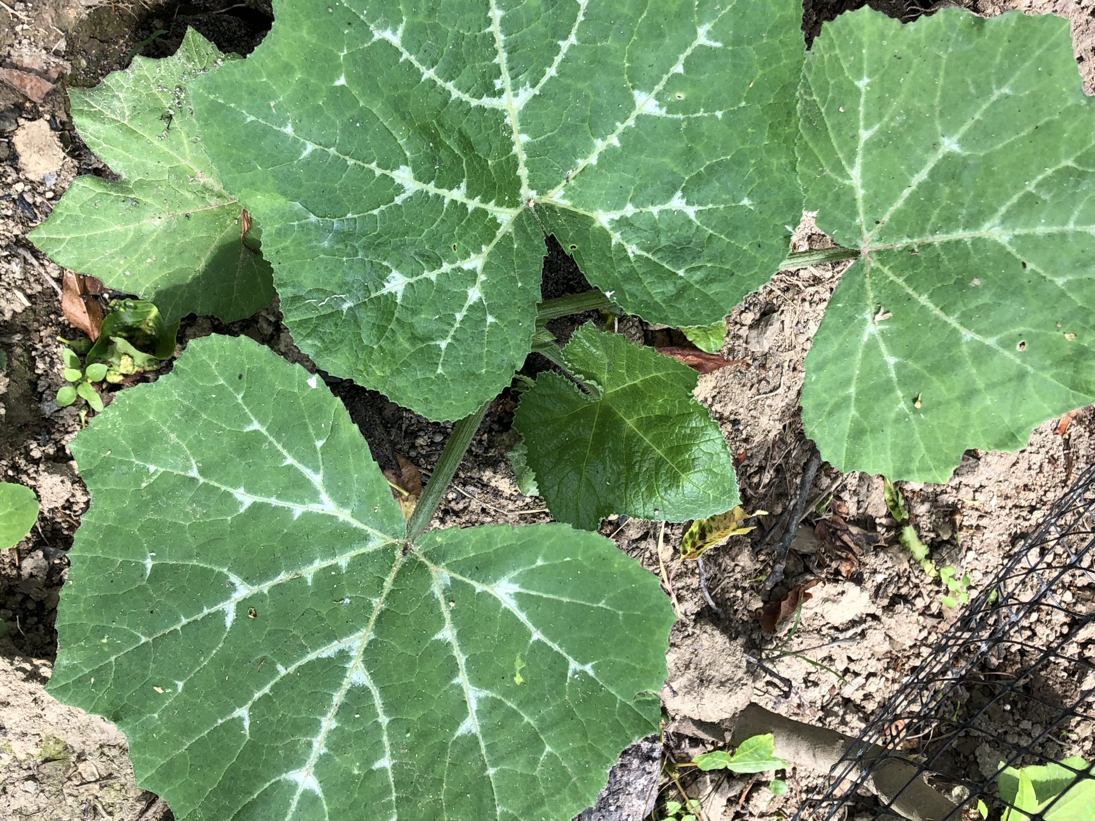 冬瓜苗苦瓜苗黄瓜苗6/7号傍晚浇了浇水,6/8号早上突然看见小黄瓜啦6/8