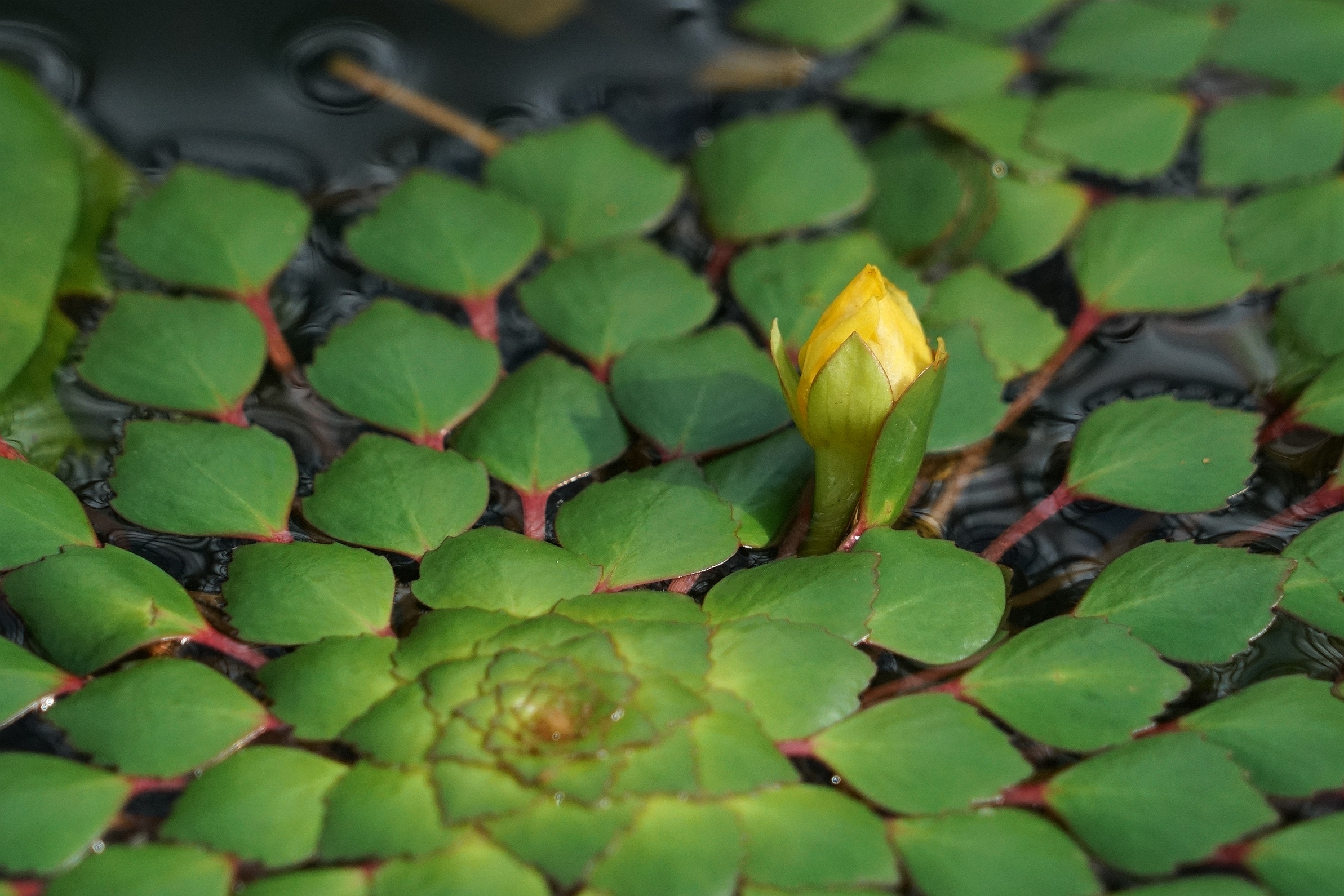 水中烟花黄花菱(2)