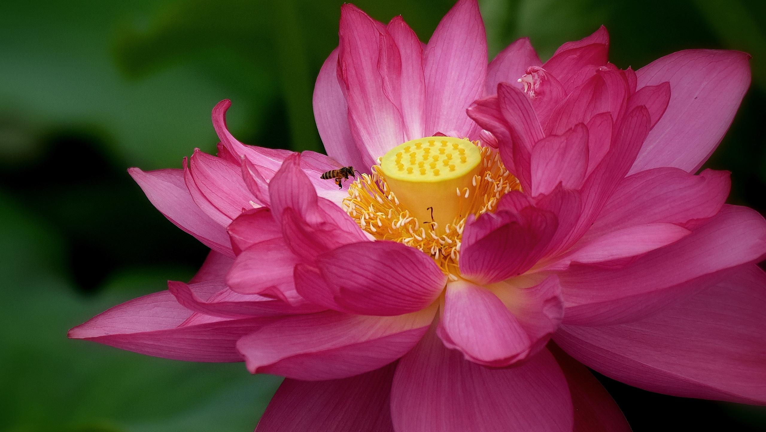 映日荷花别样红【首发】