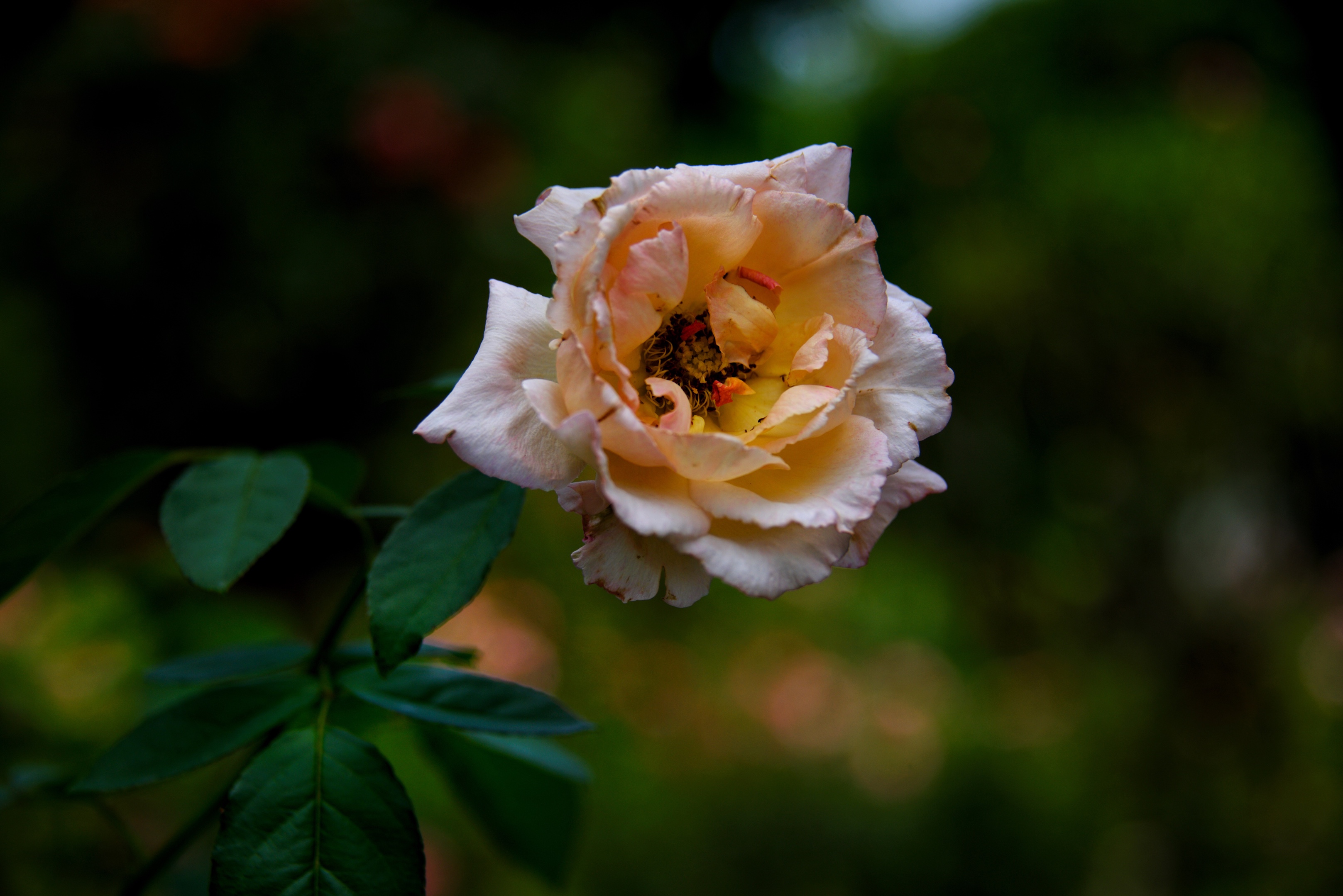 星星点点的月季花(首发)