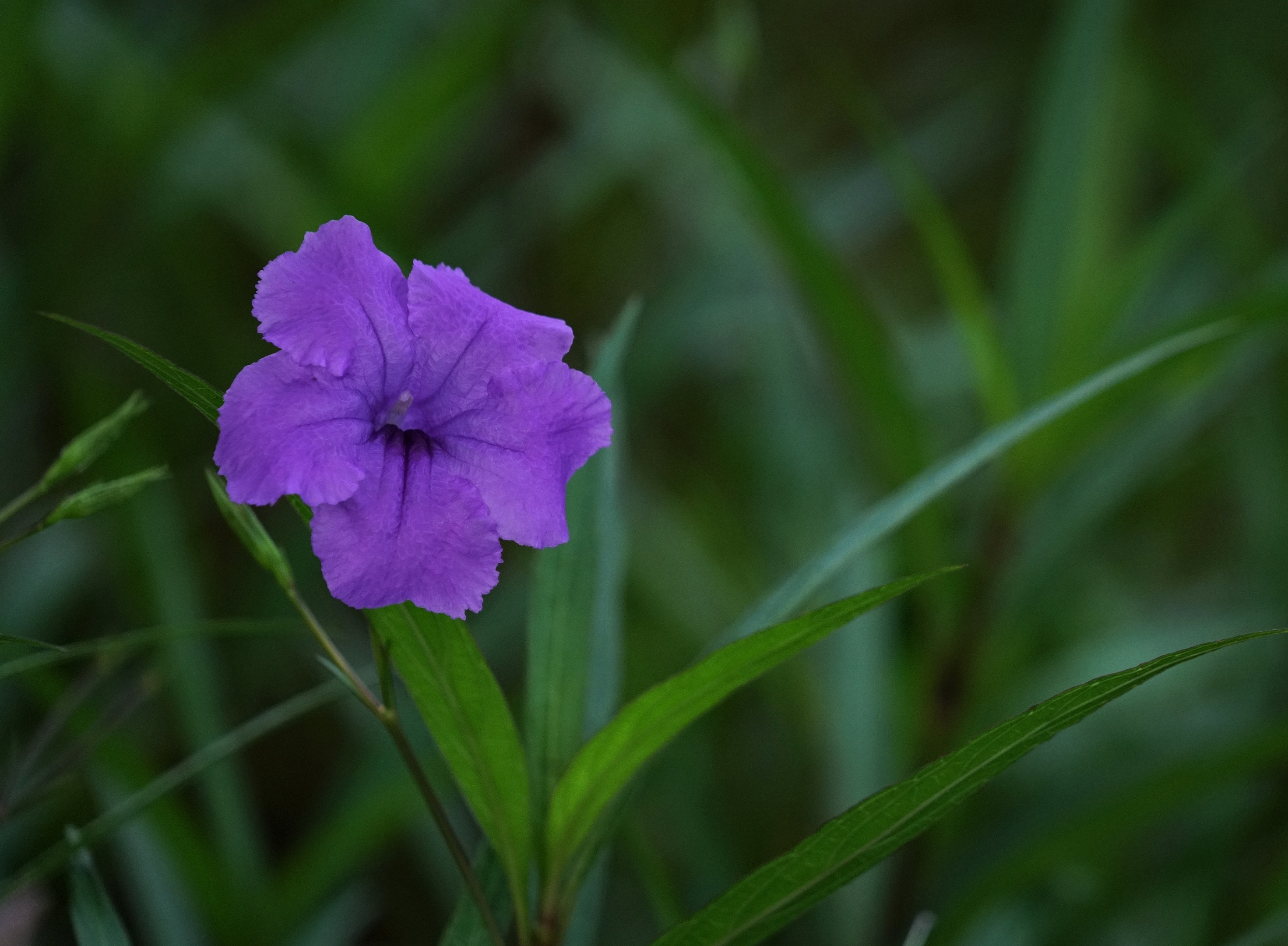 外柔内刚翠芦莉