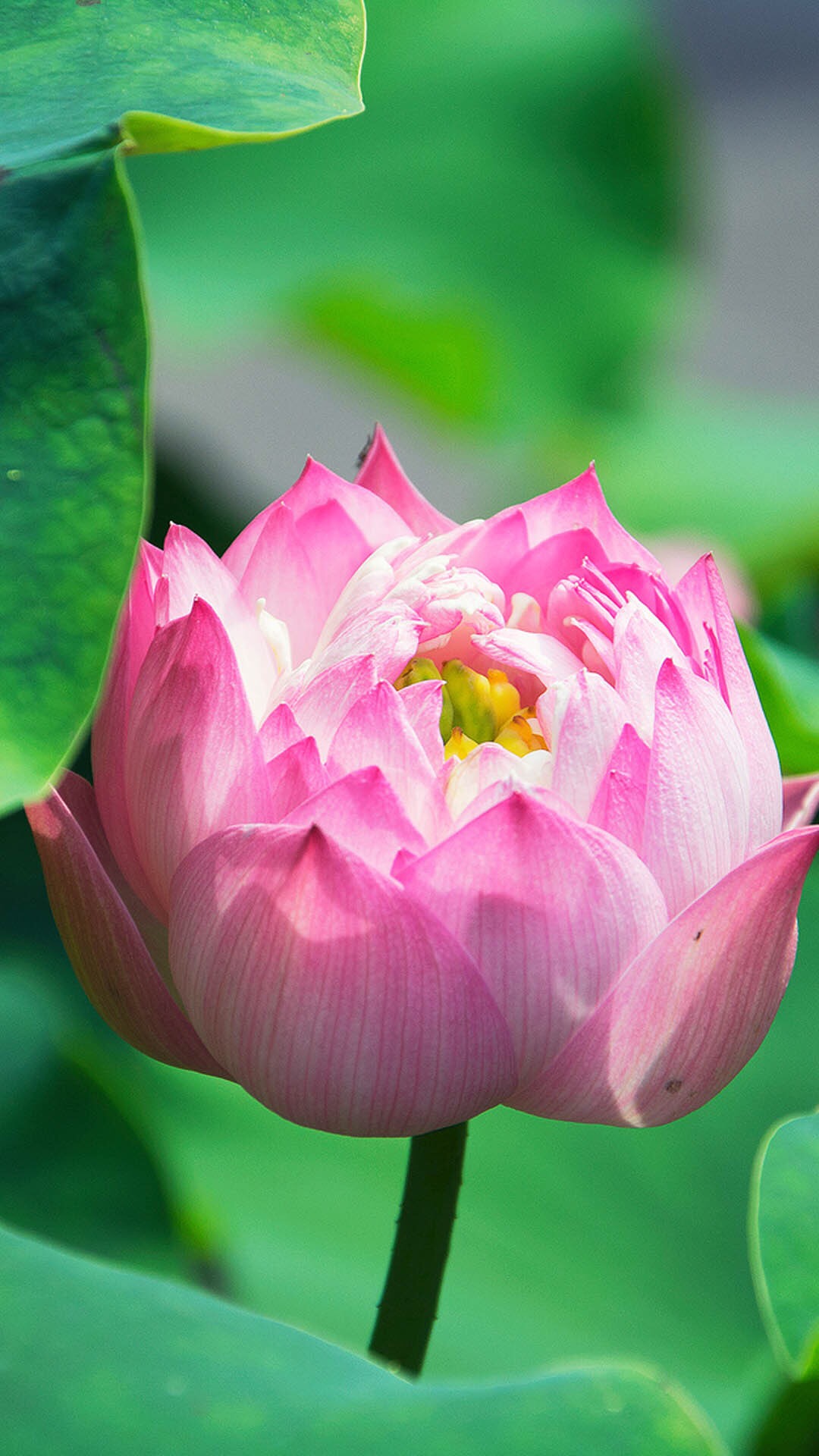 仲夏时节荷花盛开