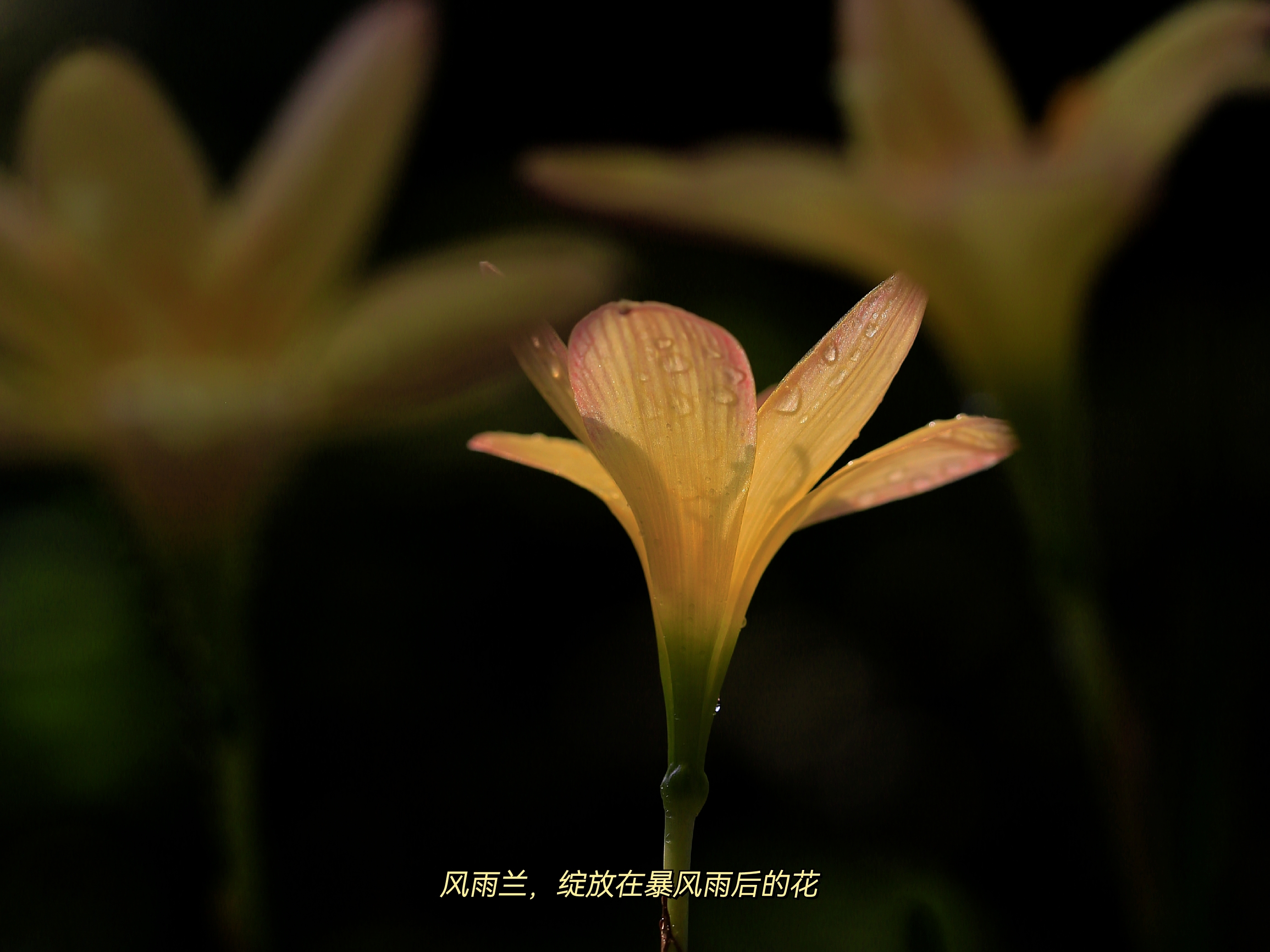 种在露台上的风雨兰,叶似韭,花似兰,又叫韭兰花,经过昨晚一场雨水之后