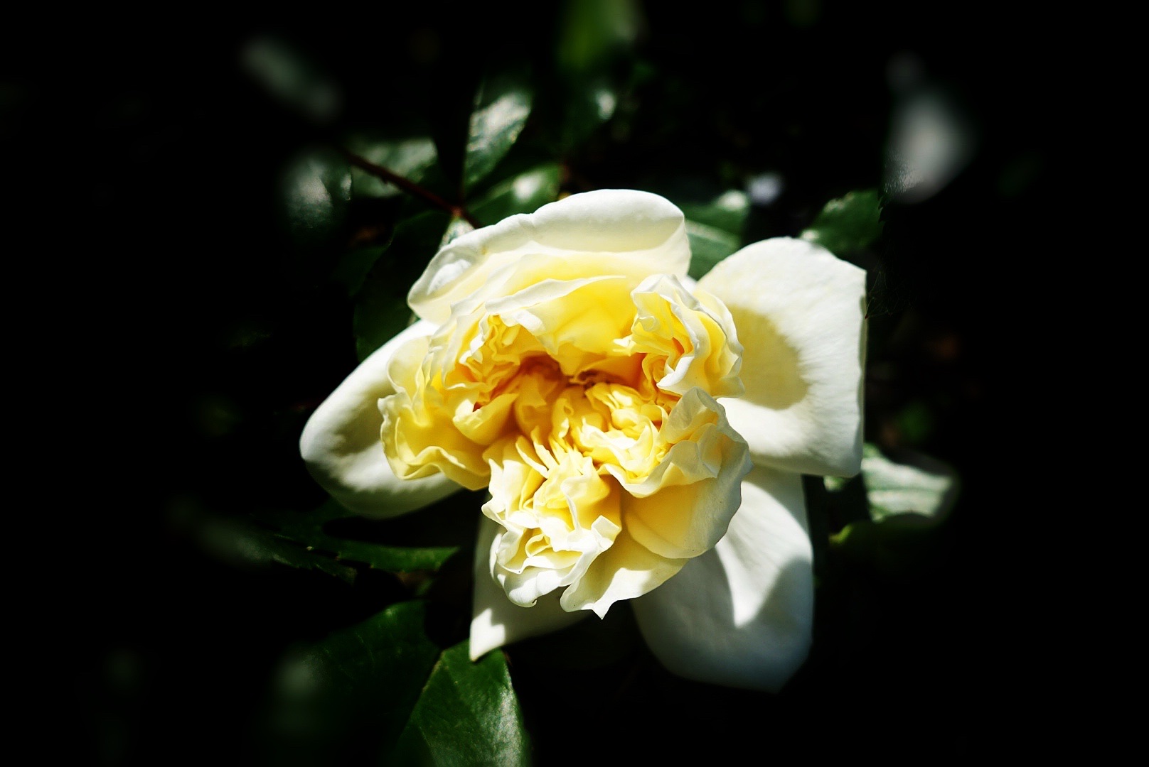 白月季 花中皇后白玉妆,冷艳冰清压群芳.