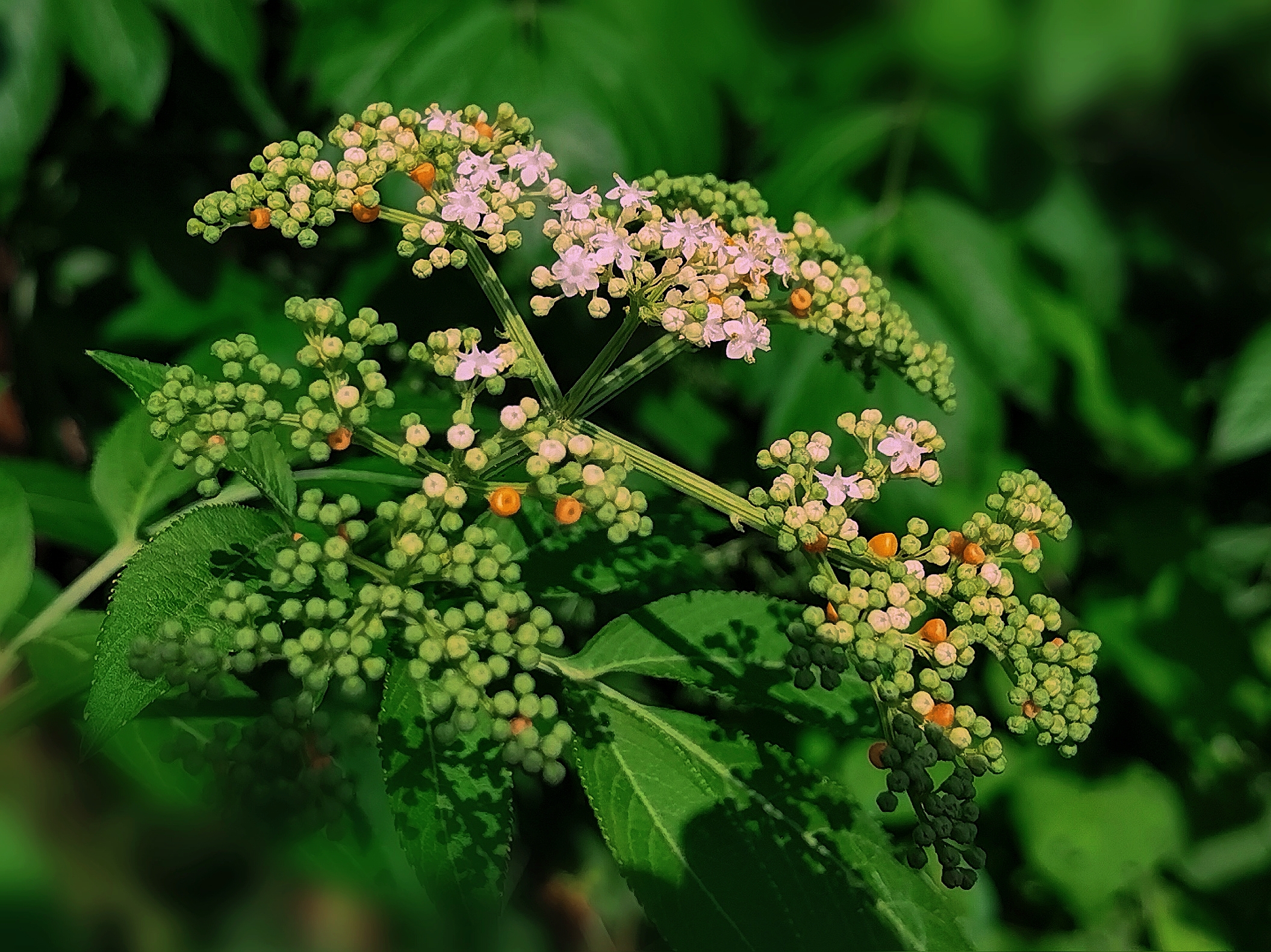 血满草《首发》
