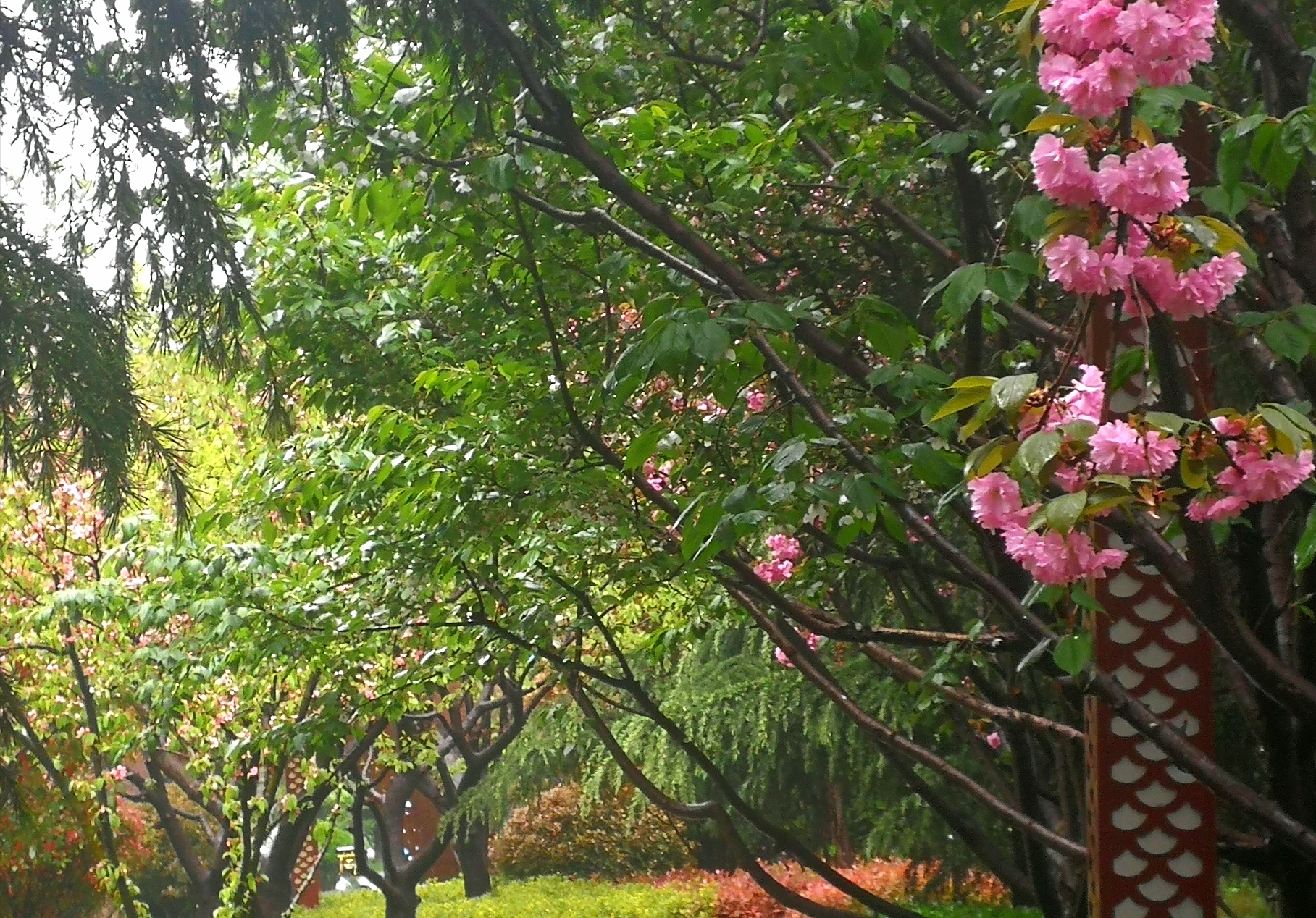 深春四月,姹紫嫣红花满枝,绿柳烟波万木青.