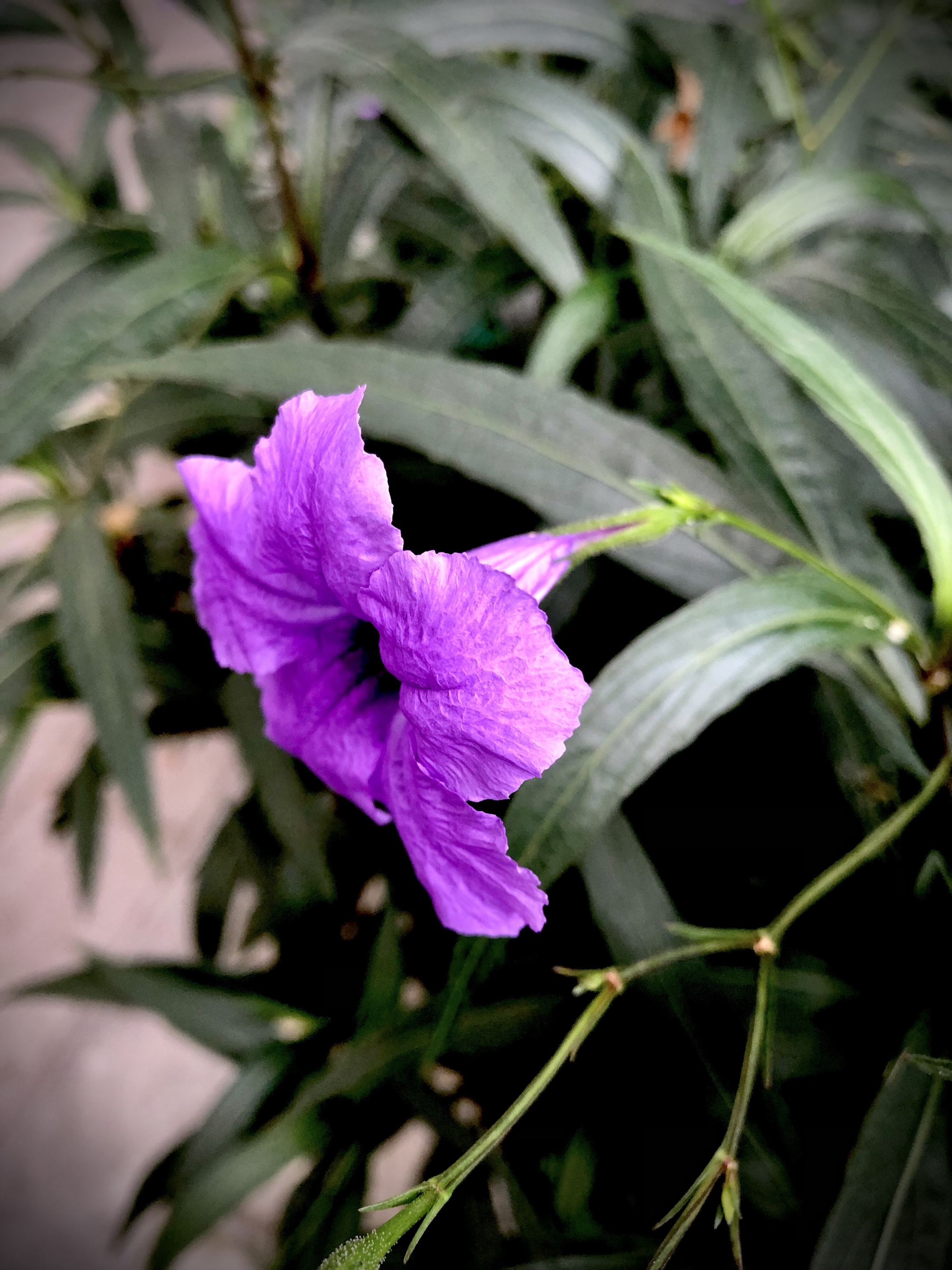 紫色翠芦莉〖首发