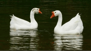 300_170gif 动态图 动图