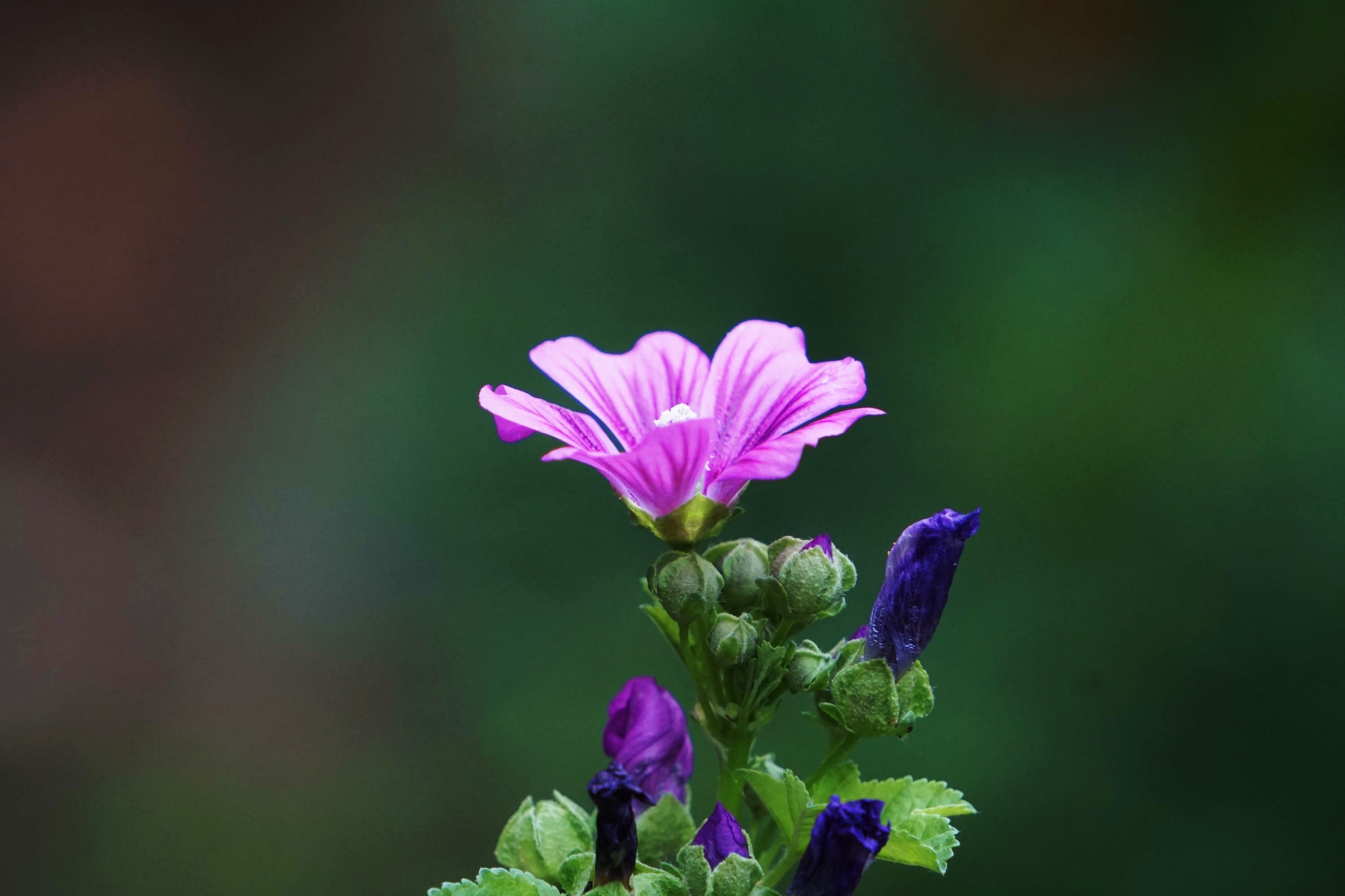 锦葵花开清雅迷人