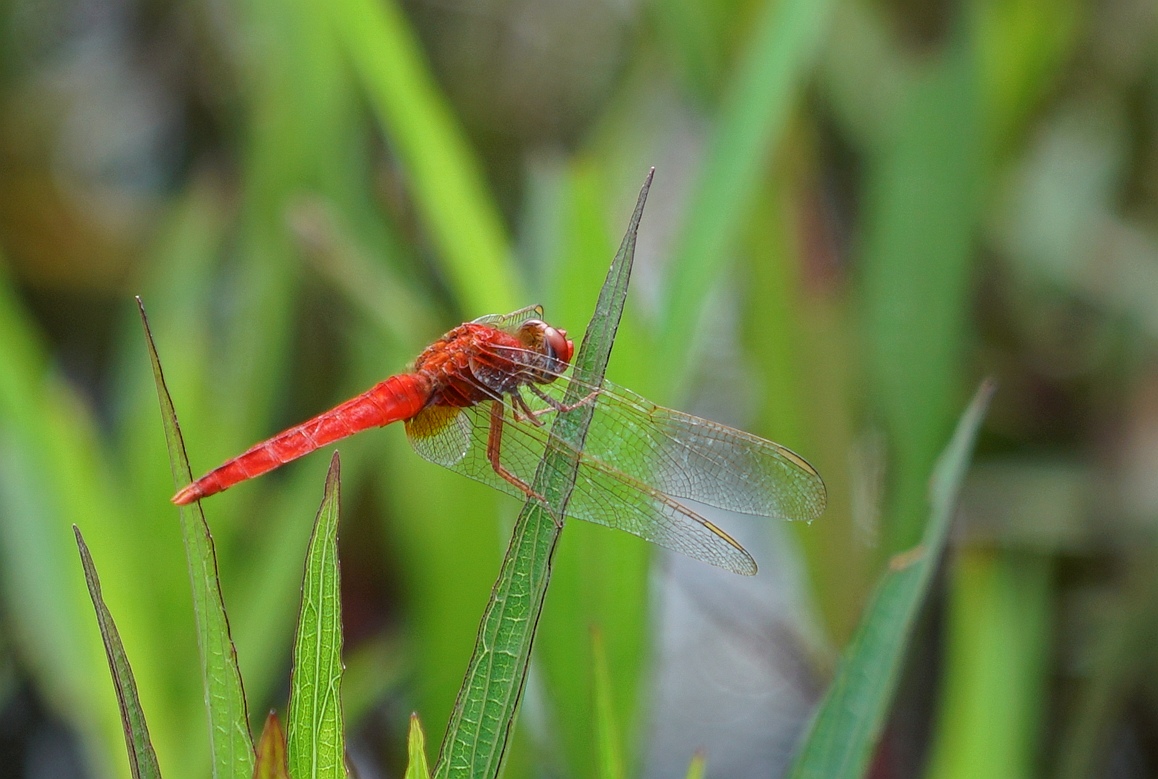 翠叶层叠映朝阳 朱蜓飞舞炫霓裳 红情绿意总相宜 田园小景细品尝 图文