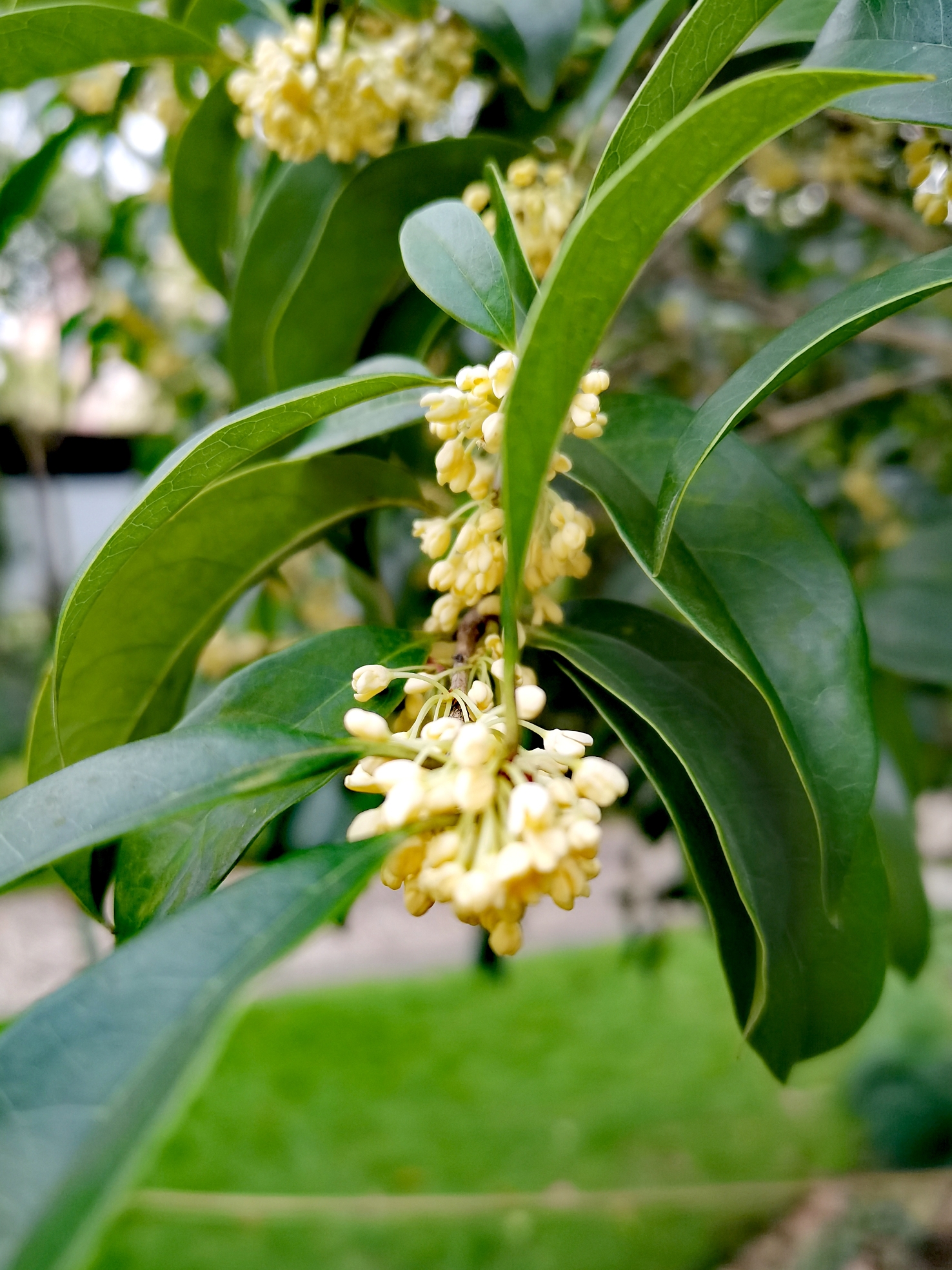 金秋十月桂花香