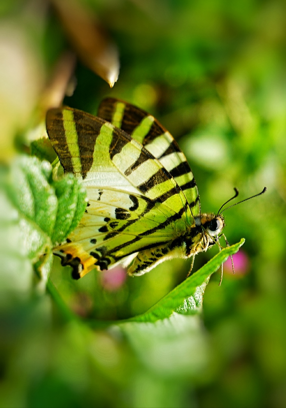 【原创首发】蝴蝶迷