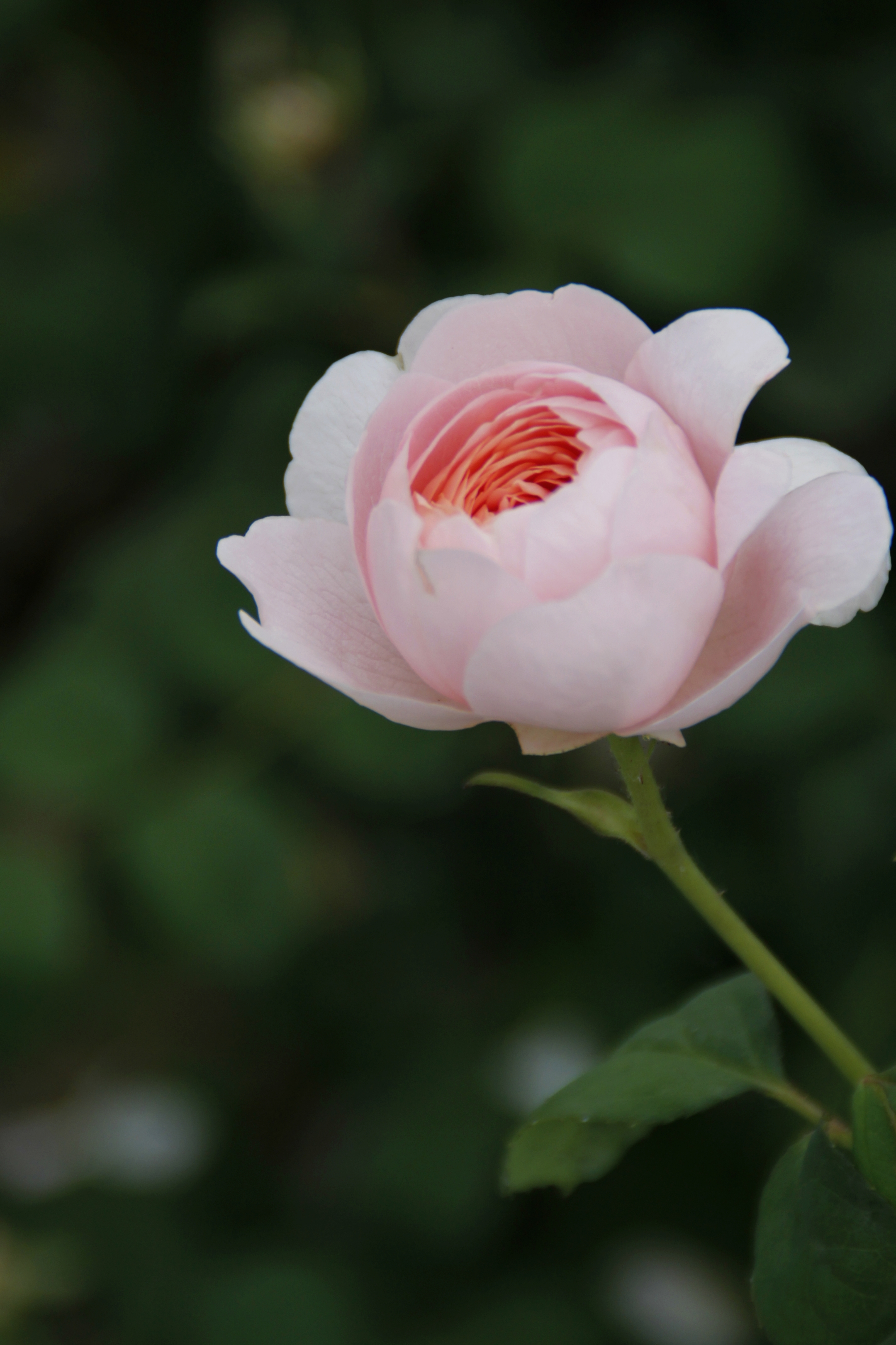 【首发】白粉色月季花②